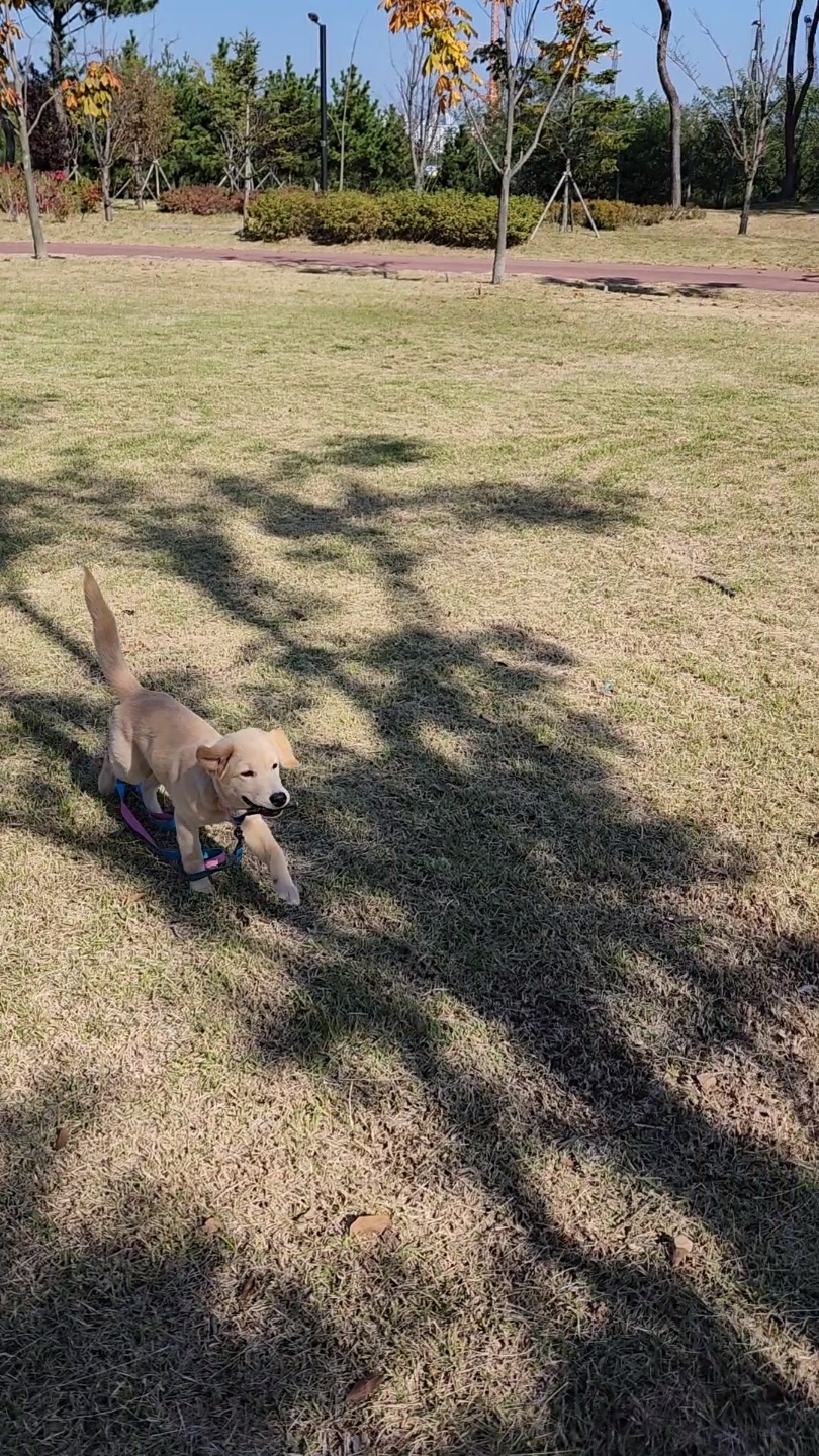 미카(사온이) 한달 후기