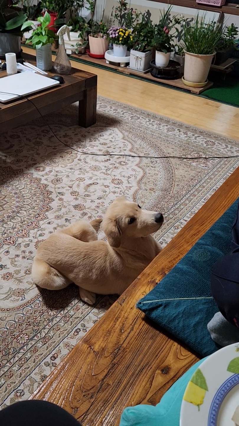 미카(사온이) 한달 후기