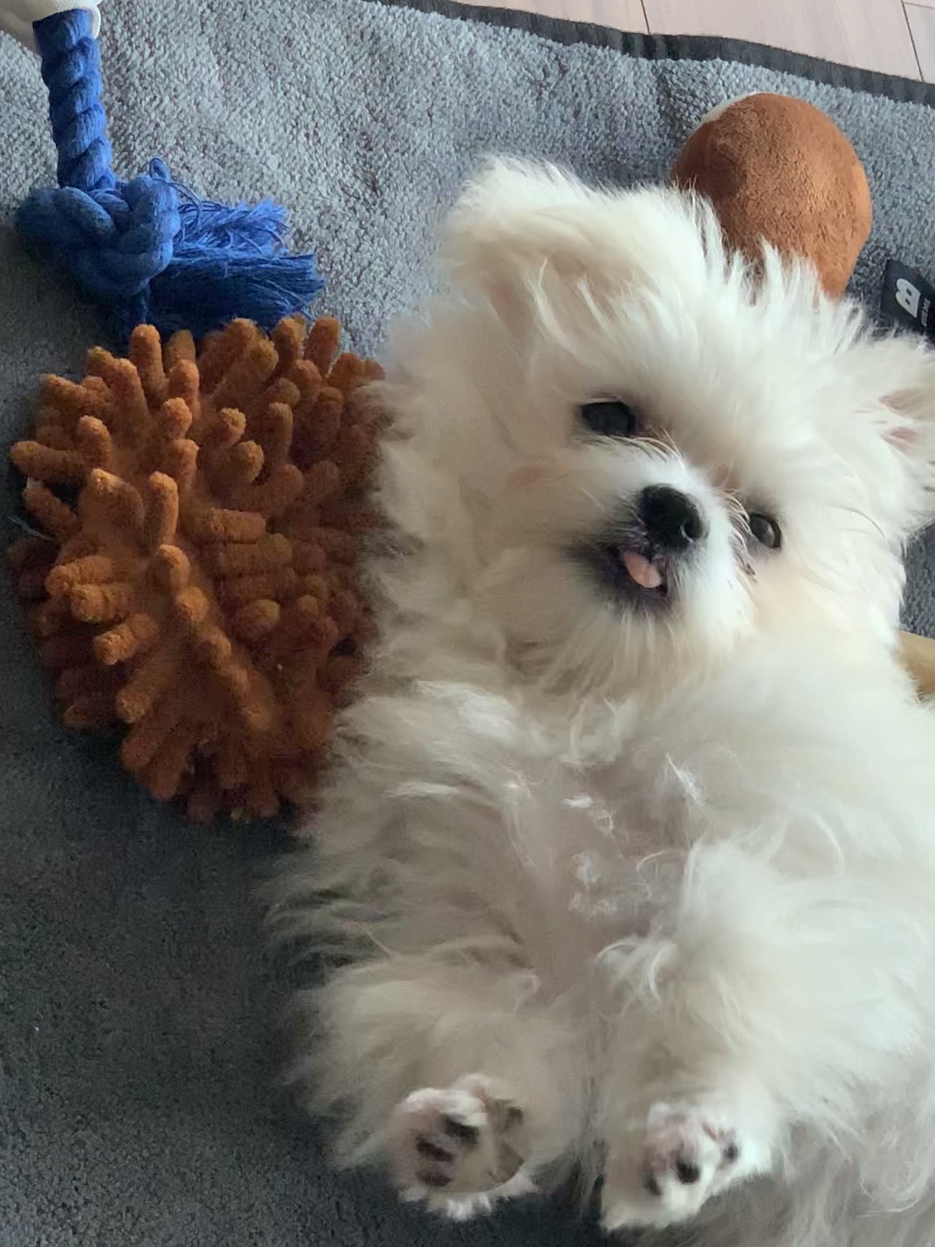 두리(소일이) 입양 일주일차 후기