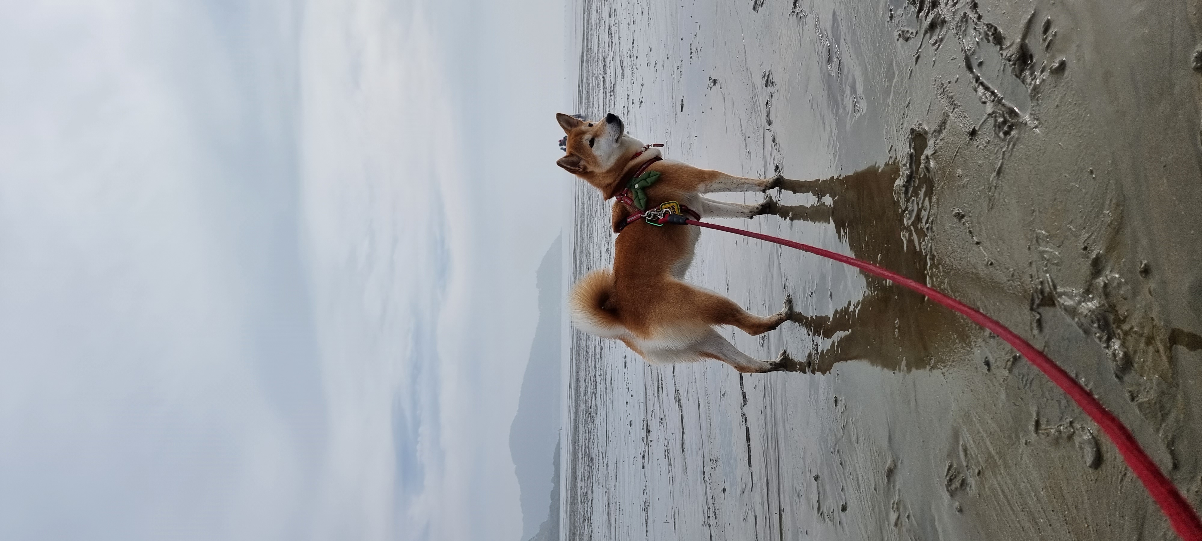 공실이 자견 네시였던 별이입니다 