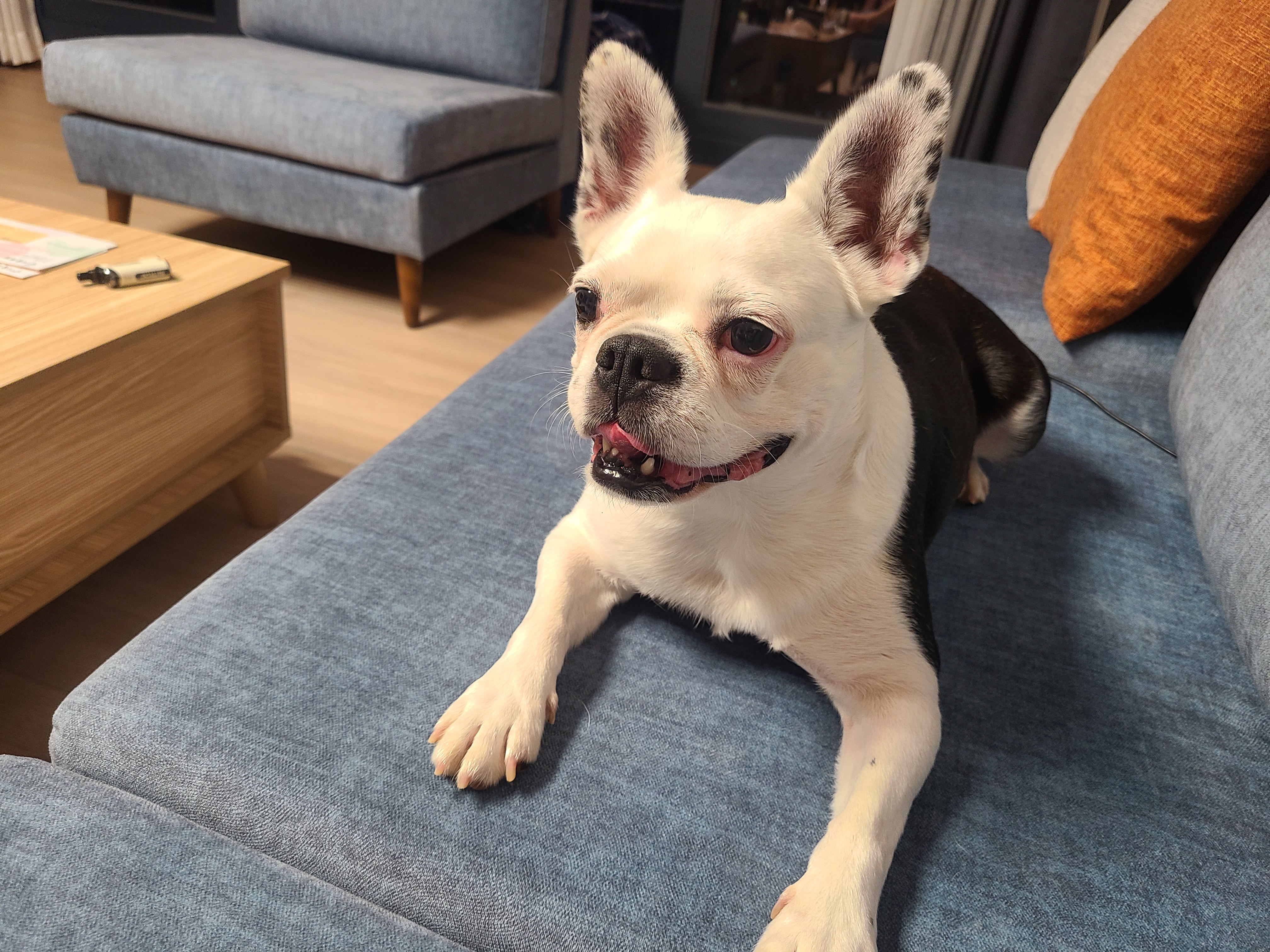 애둥이 8개월째 같이사는 이야기