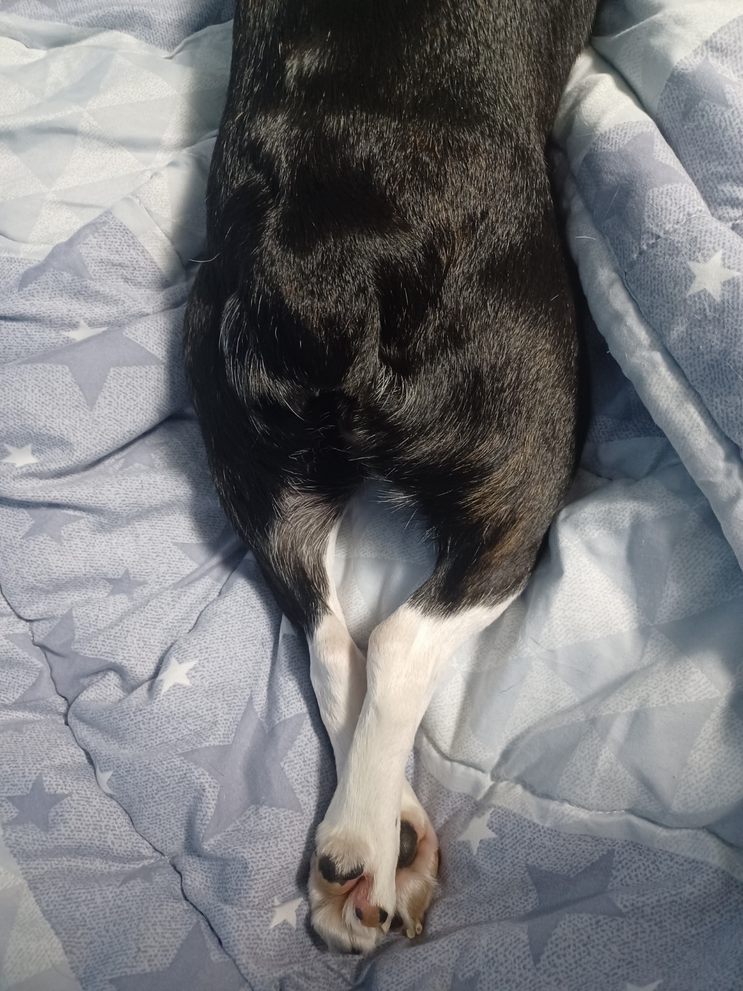 애둥이 8개월째 같이사는 이야기