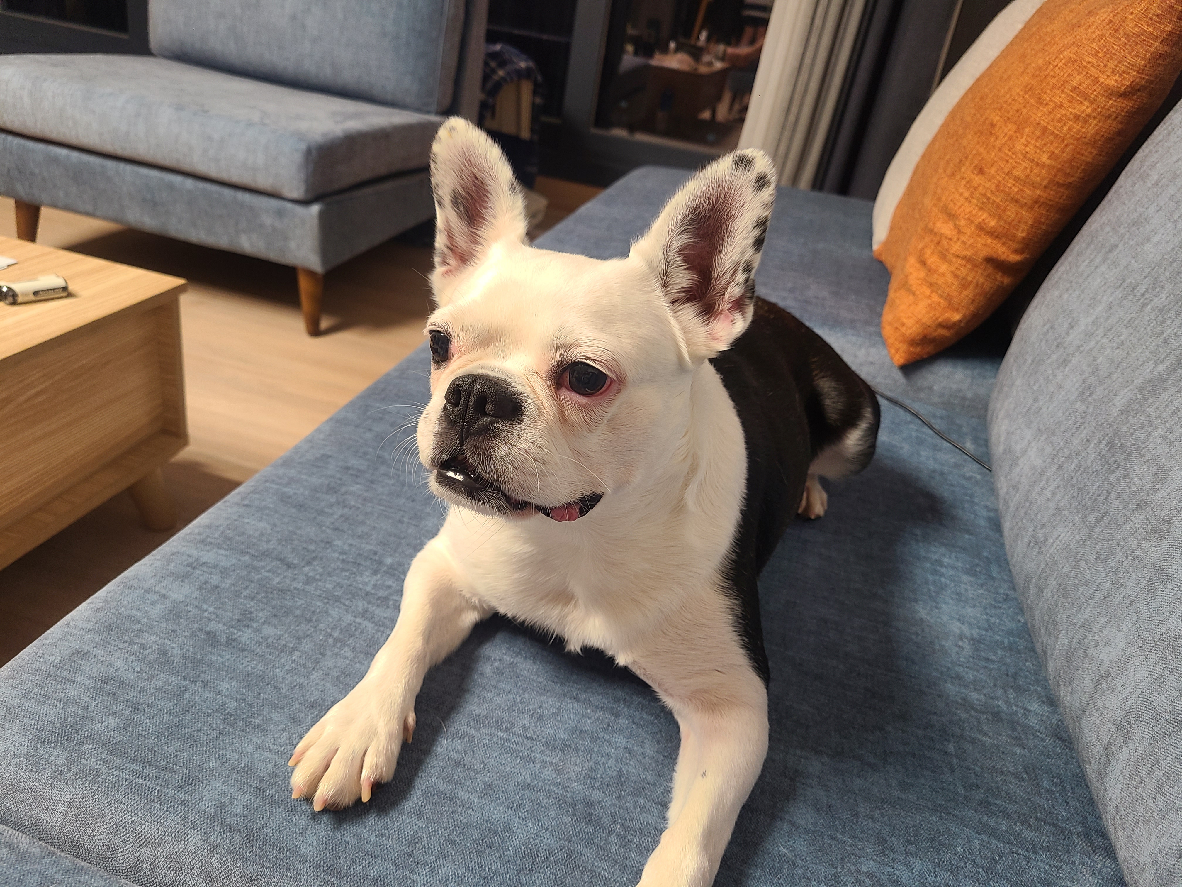 애둥이 8개월째 같이사는 이야기