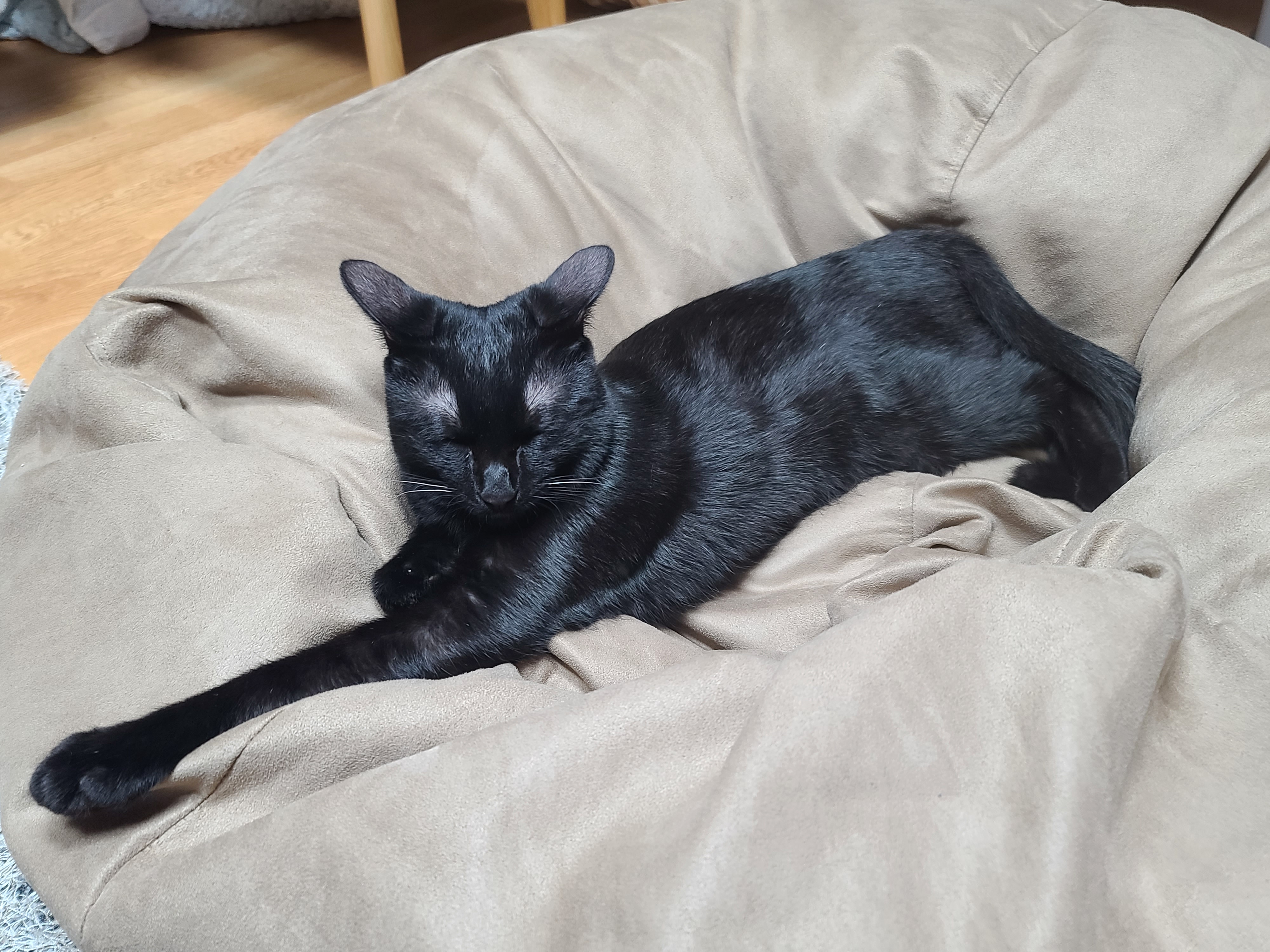 베리 입양후 세달(+눕방)