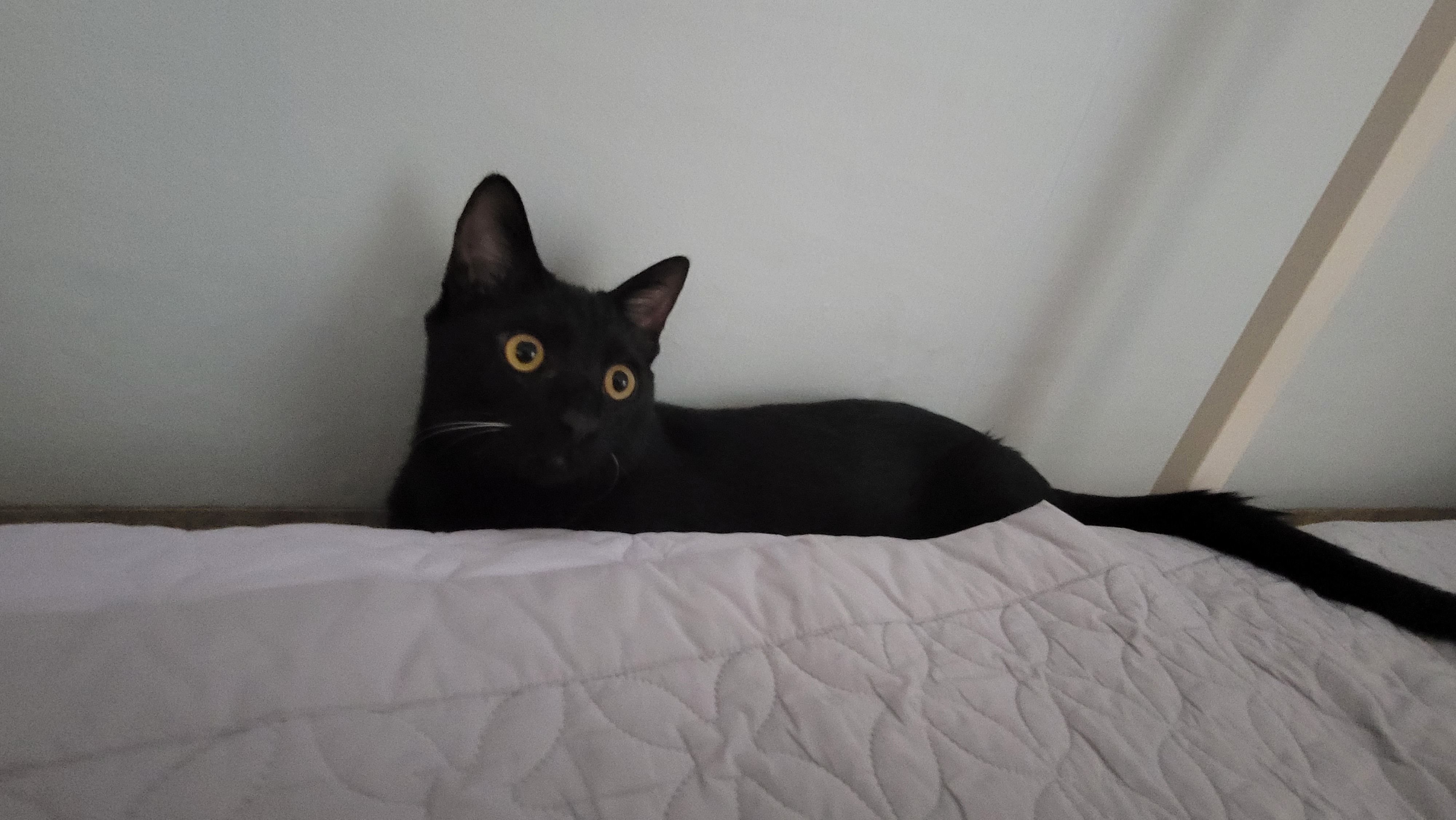 베리 입양후 세달(+눕방)