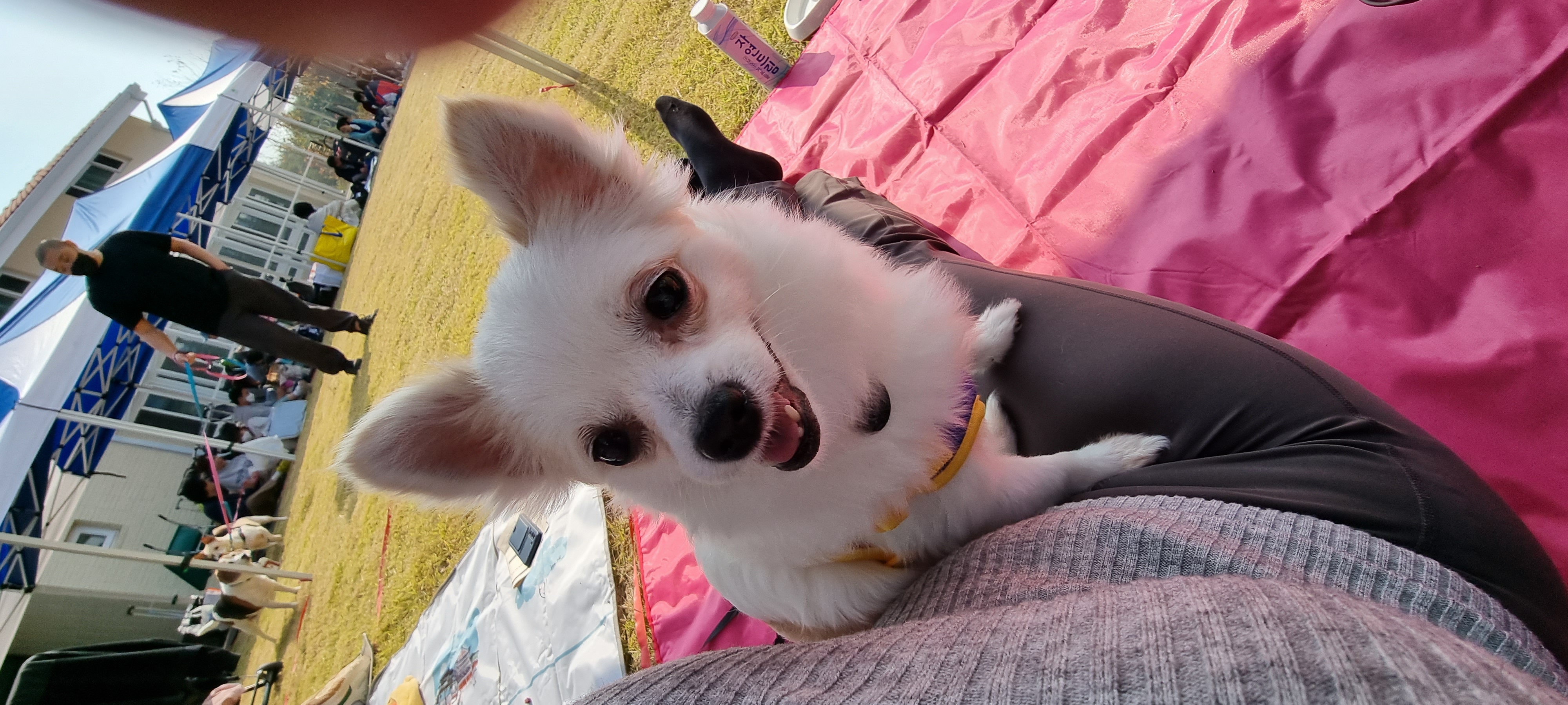 (올리) 입양의날 다녀왔어요