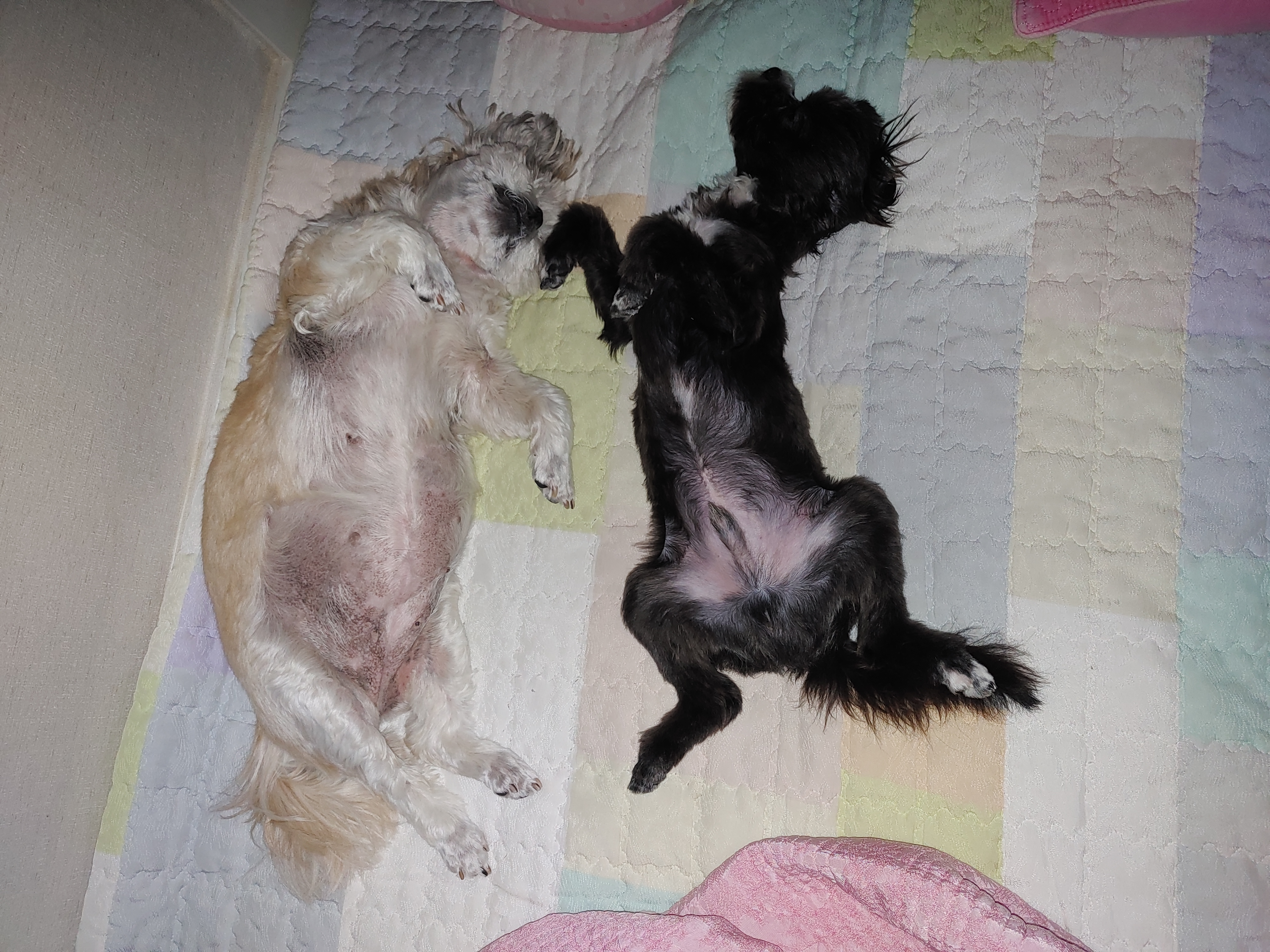 타타가 집에 온지 3달이 되어오네요