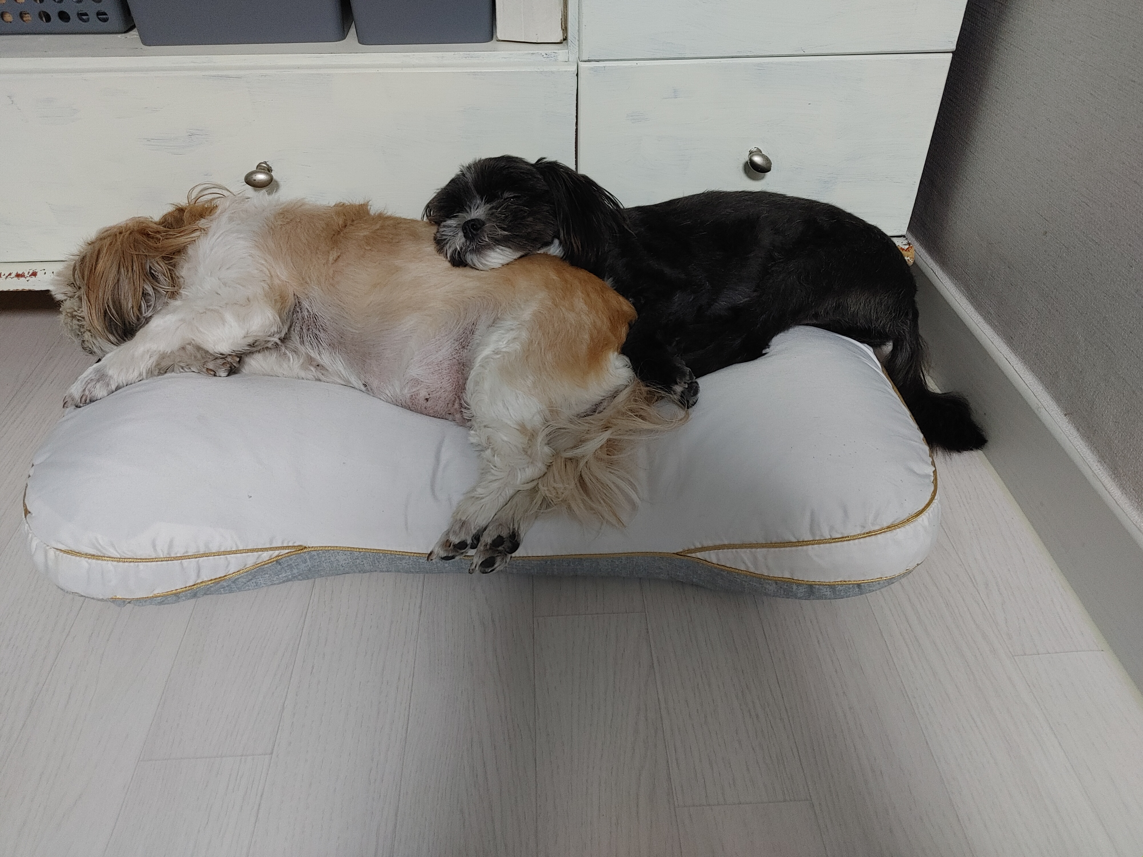 타타가 집에 온지 3달이 되어오네요