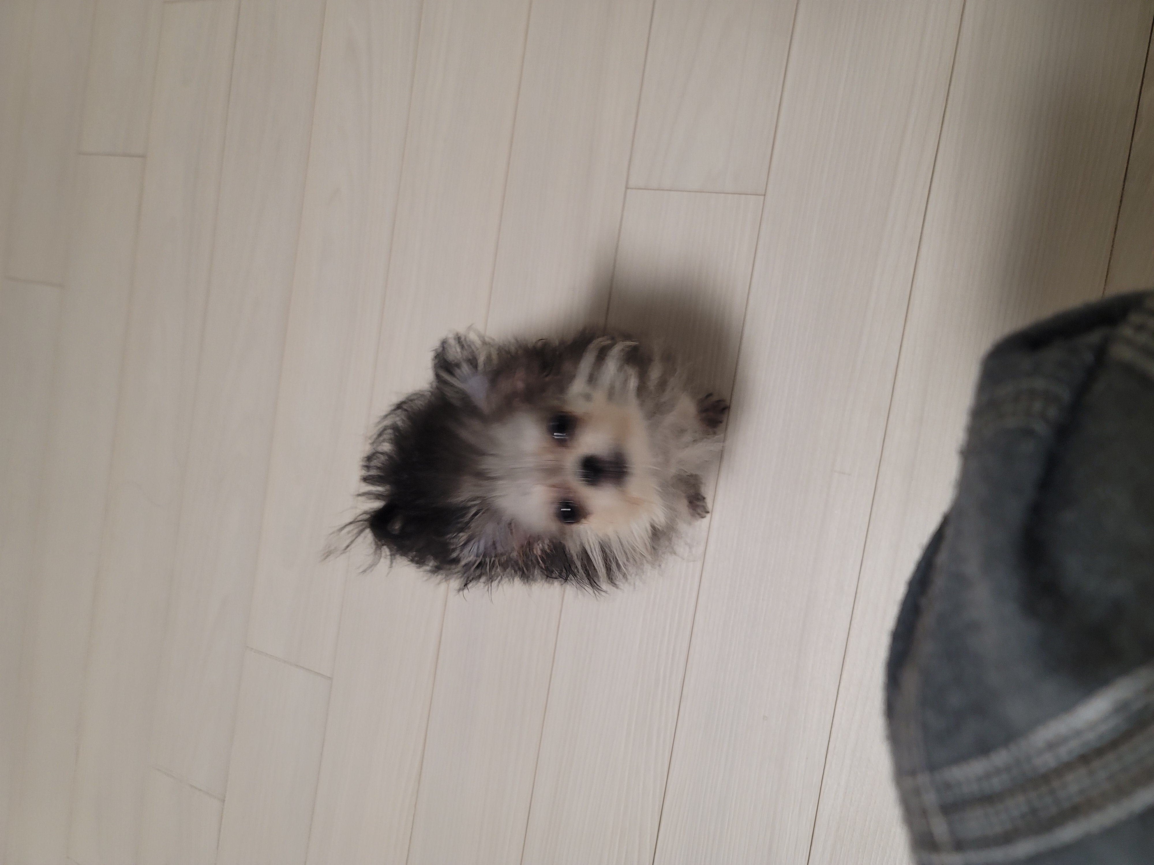 자반(구 소삼)이 입양 7일차 후기 😊