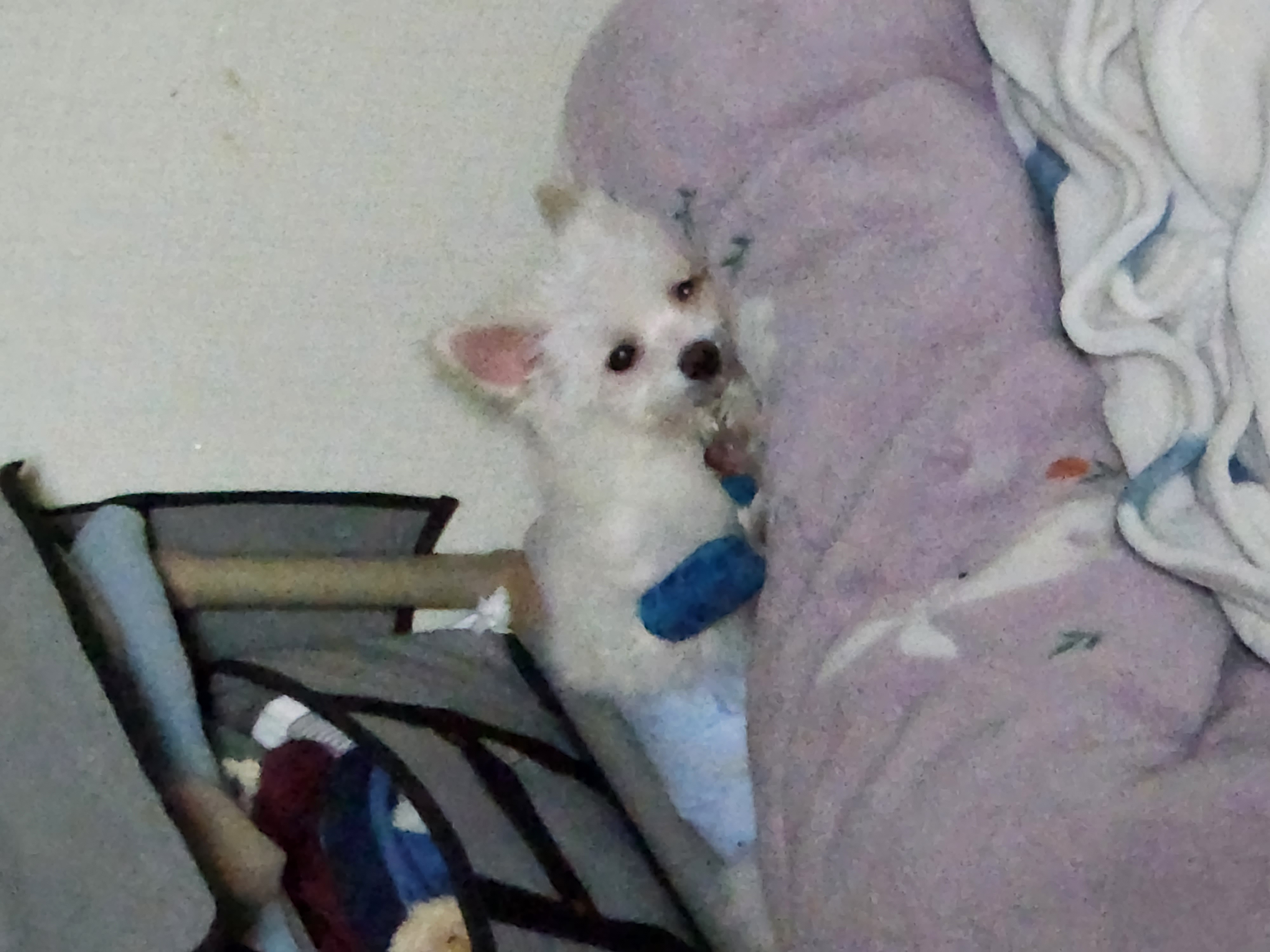 아산구조견 익준이 임보 7일차! (입양해주세오)