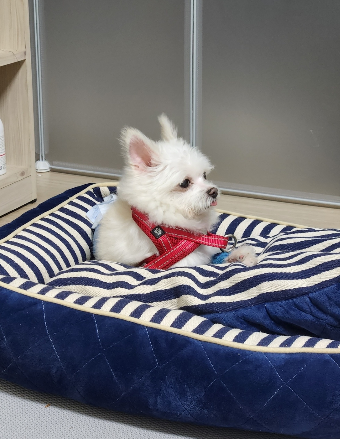 아산구조견 익준이 임보 7일차! (입양해주세오)