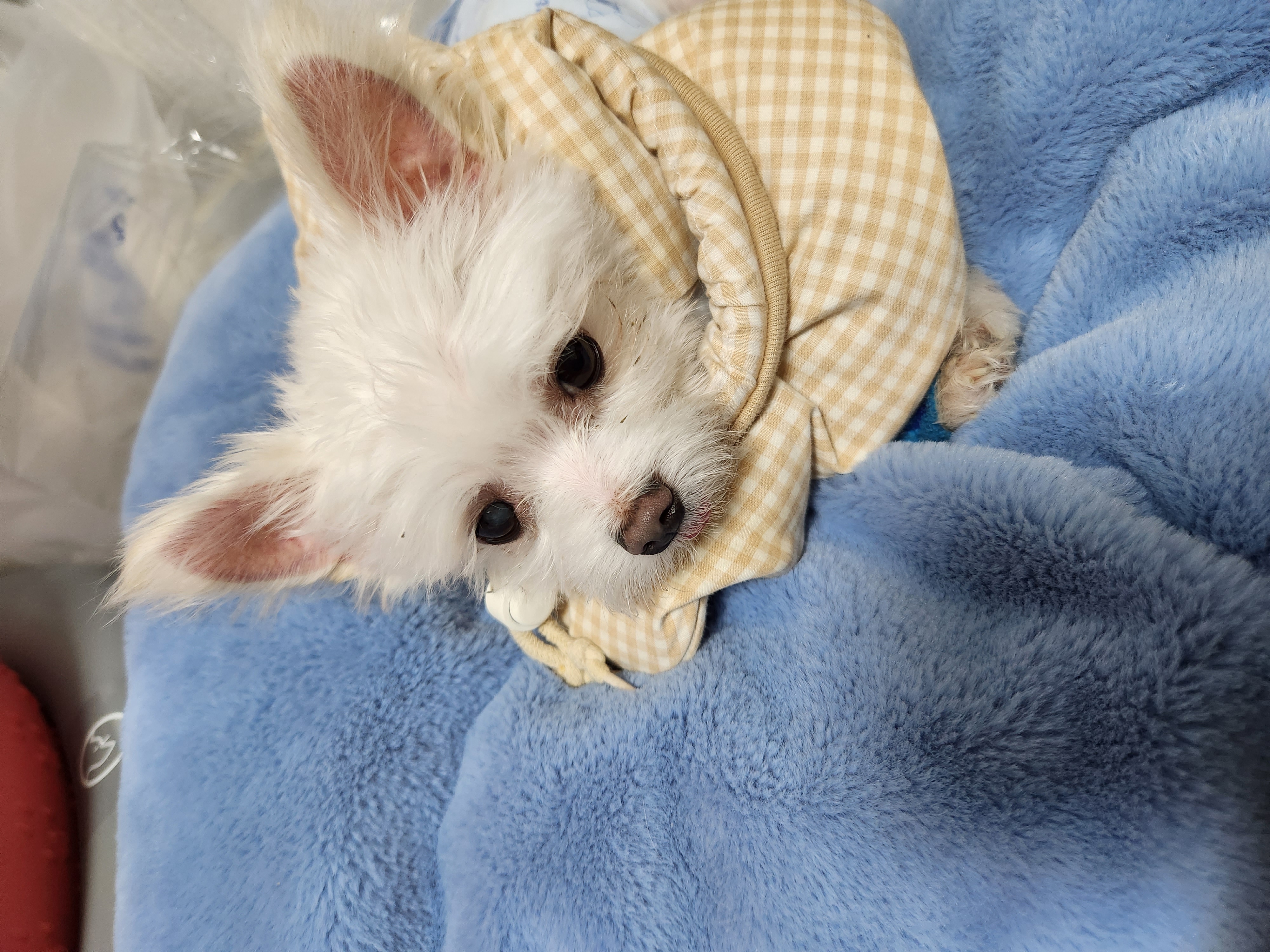 아산구조견 익준이 임보 7일차! (입양해주세오)