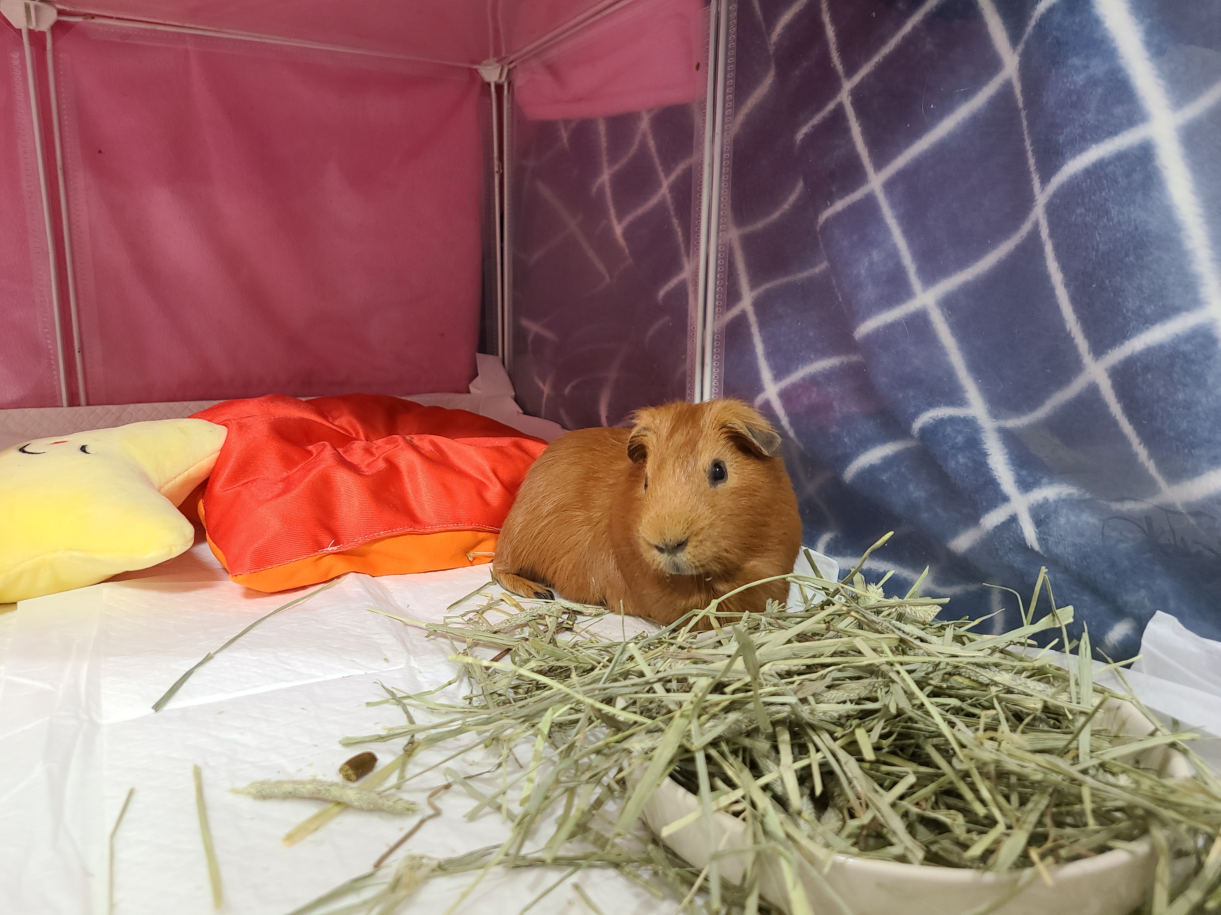 기니피그 마론(구. 귀염)&크림(구. 기니) 1,000일 !