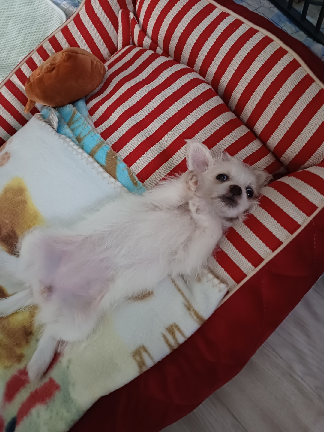 이브(원투) 입양한 첫날 입니다.