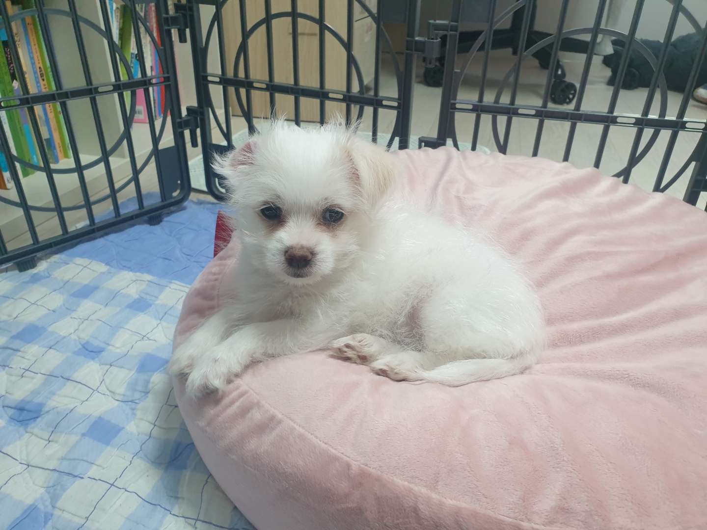 이브(원투) 입양한 첫날 입니다.