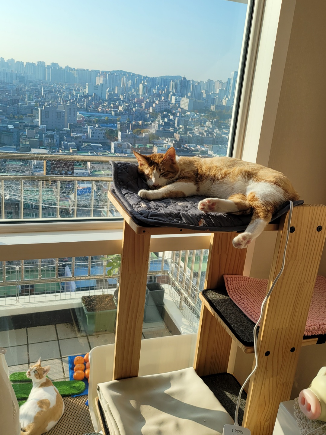 가티(소나) 입양후기 (2)