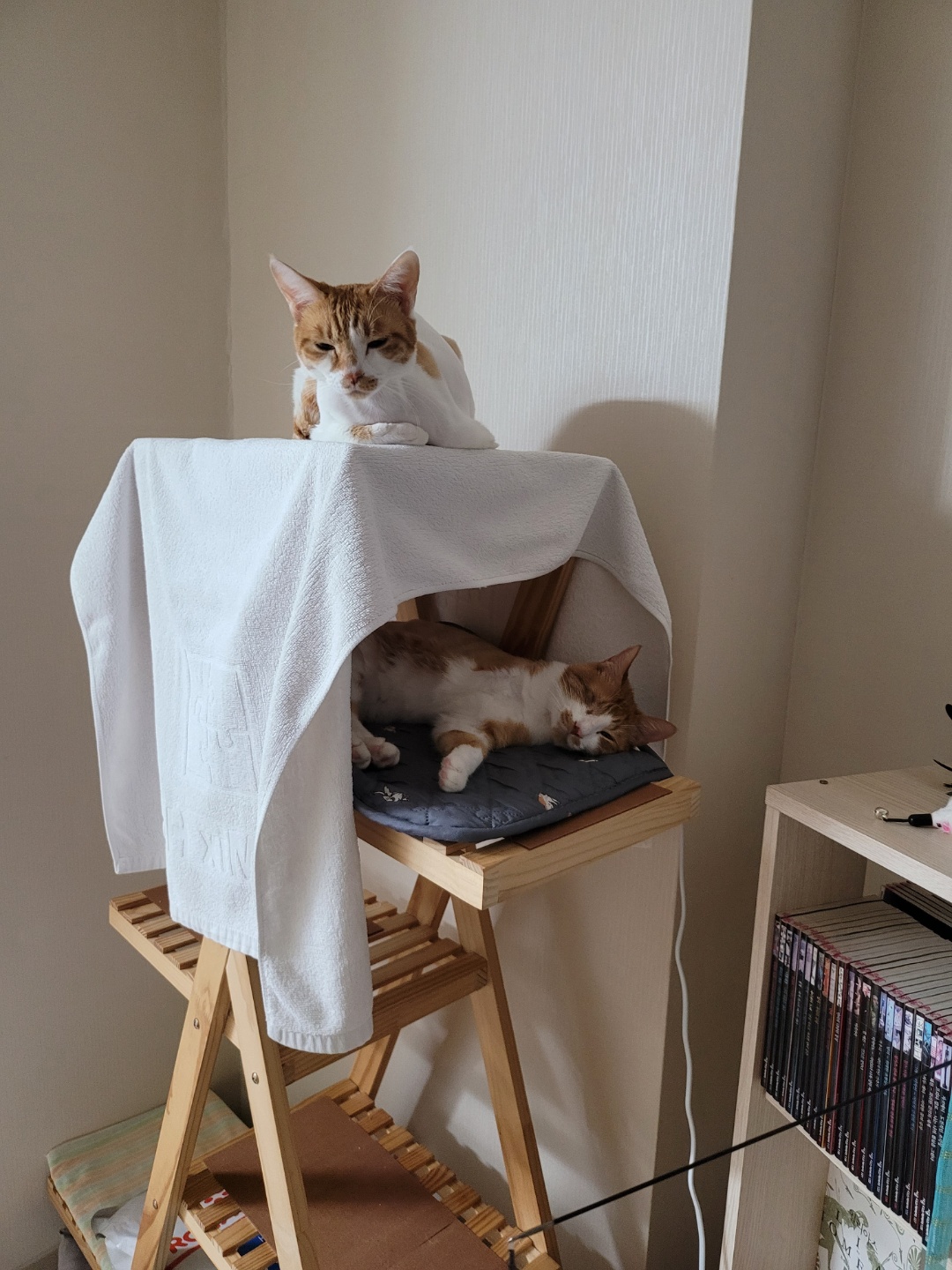 가티(소나) 입양후기 (2)