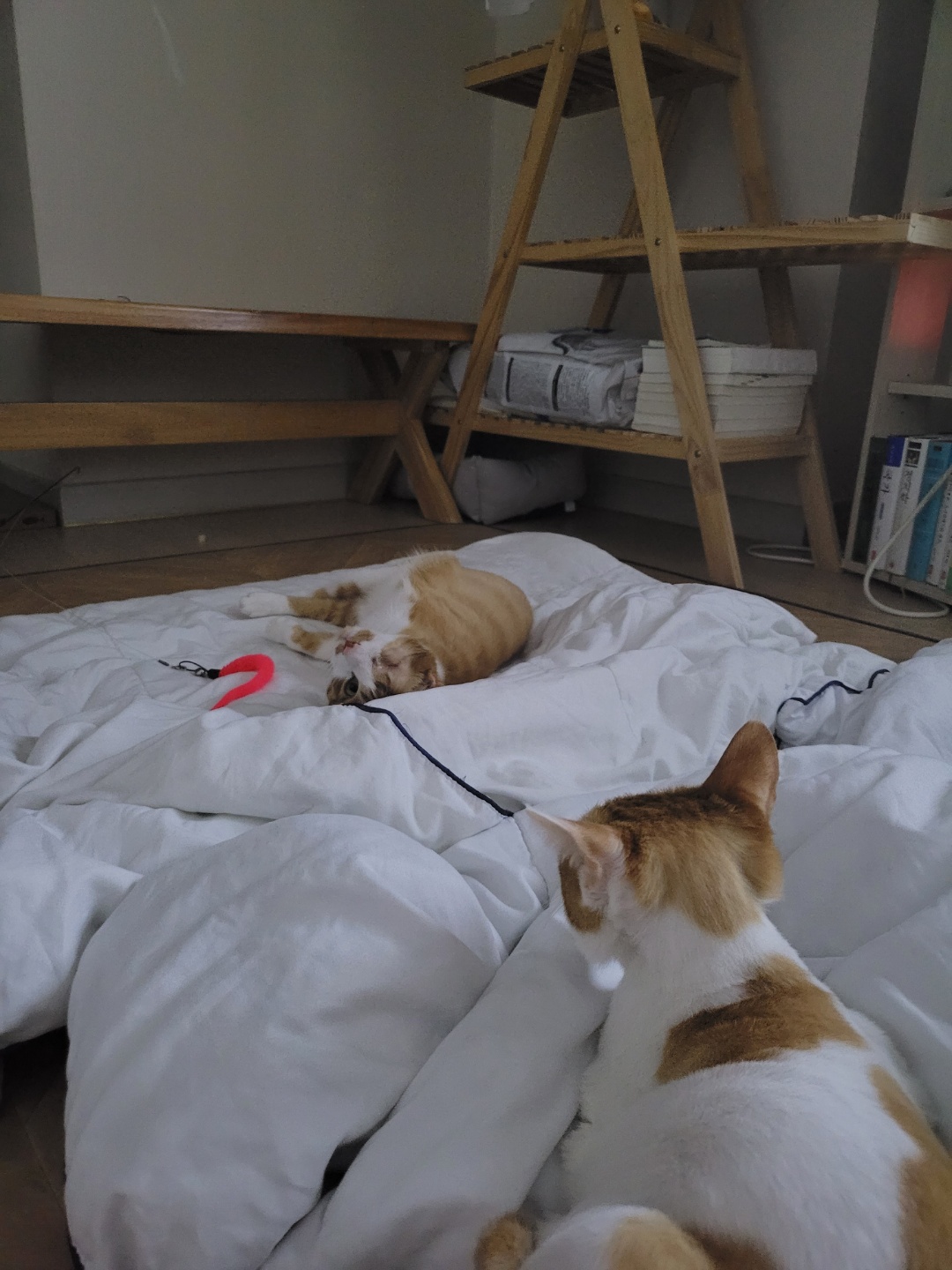 가티(소나) 입양후기 (2)