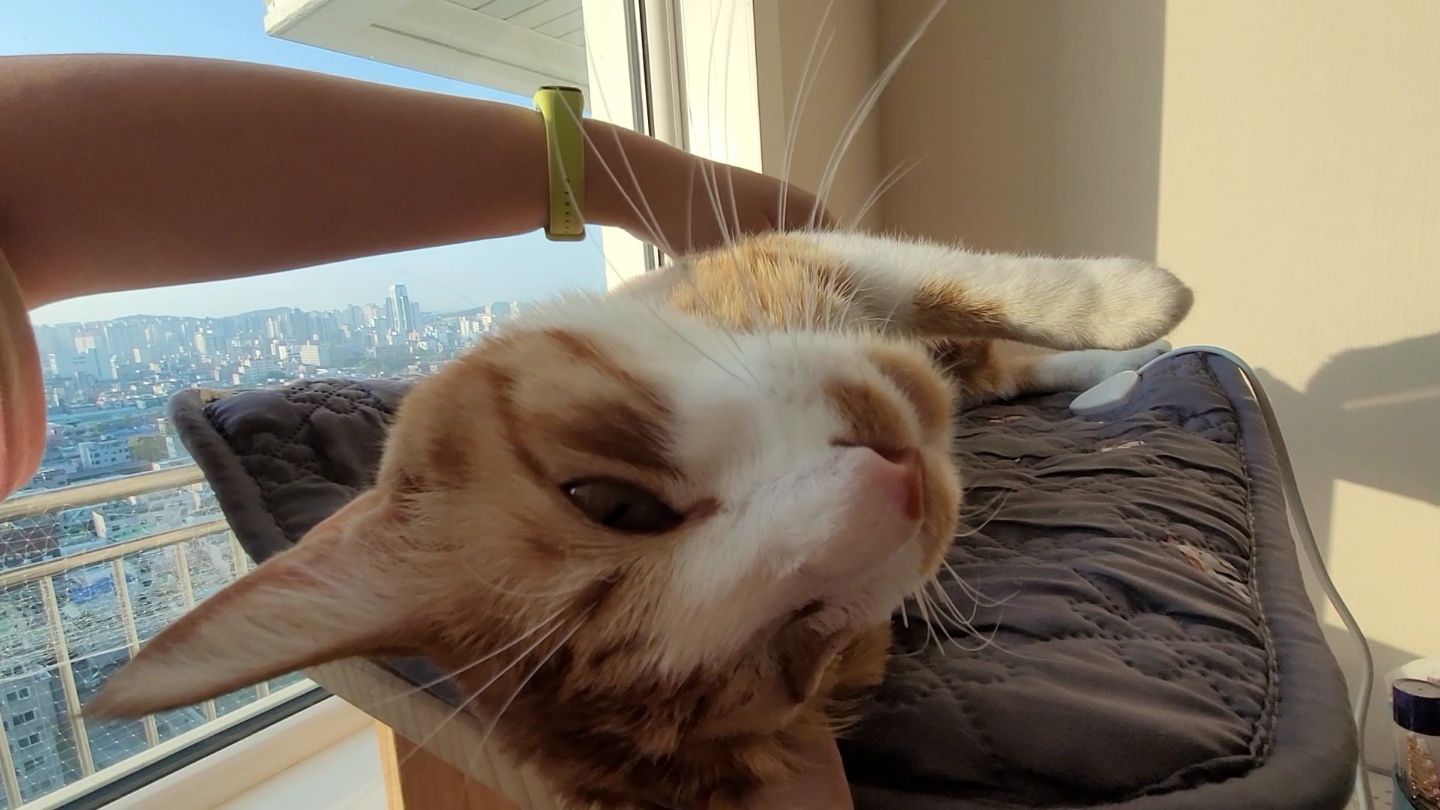 가티(소나) 입양후기 (2)