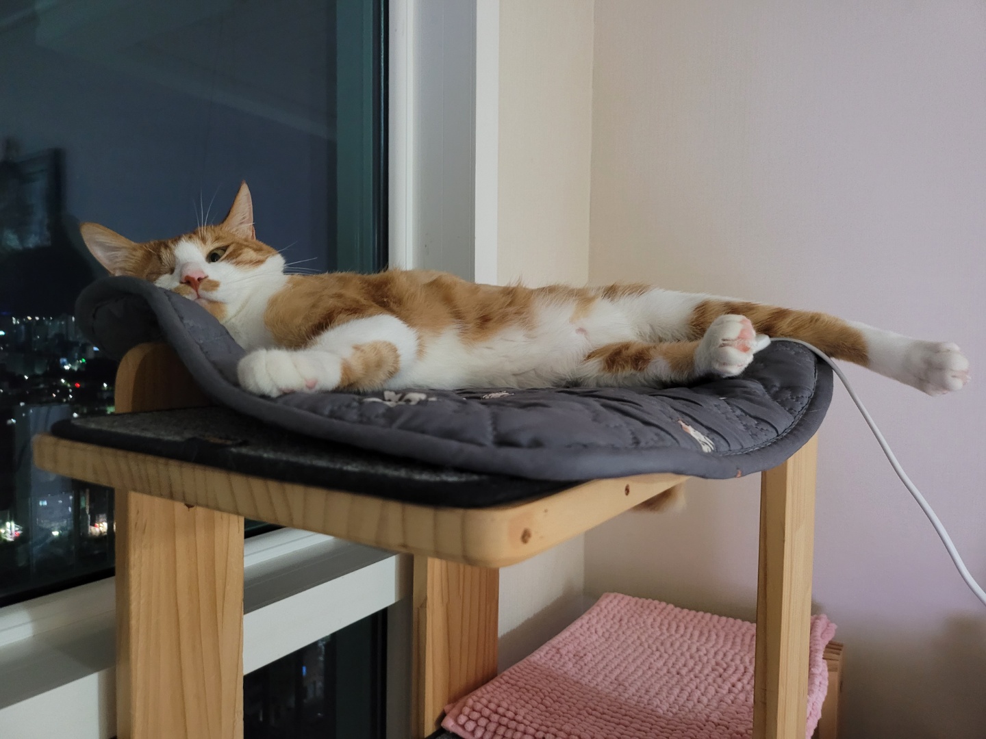 가티(소나) 입양후기 (2)