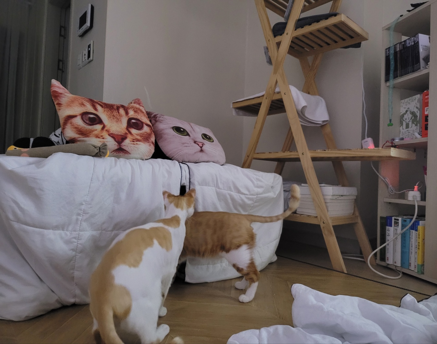 가티(소나) 입양후기 (2)