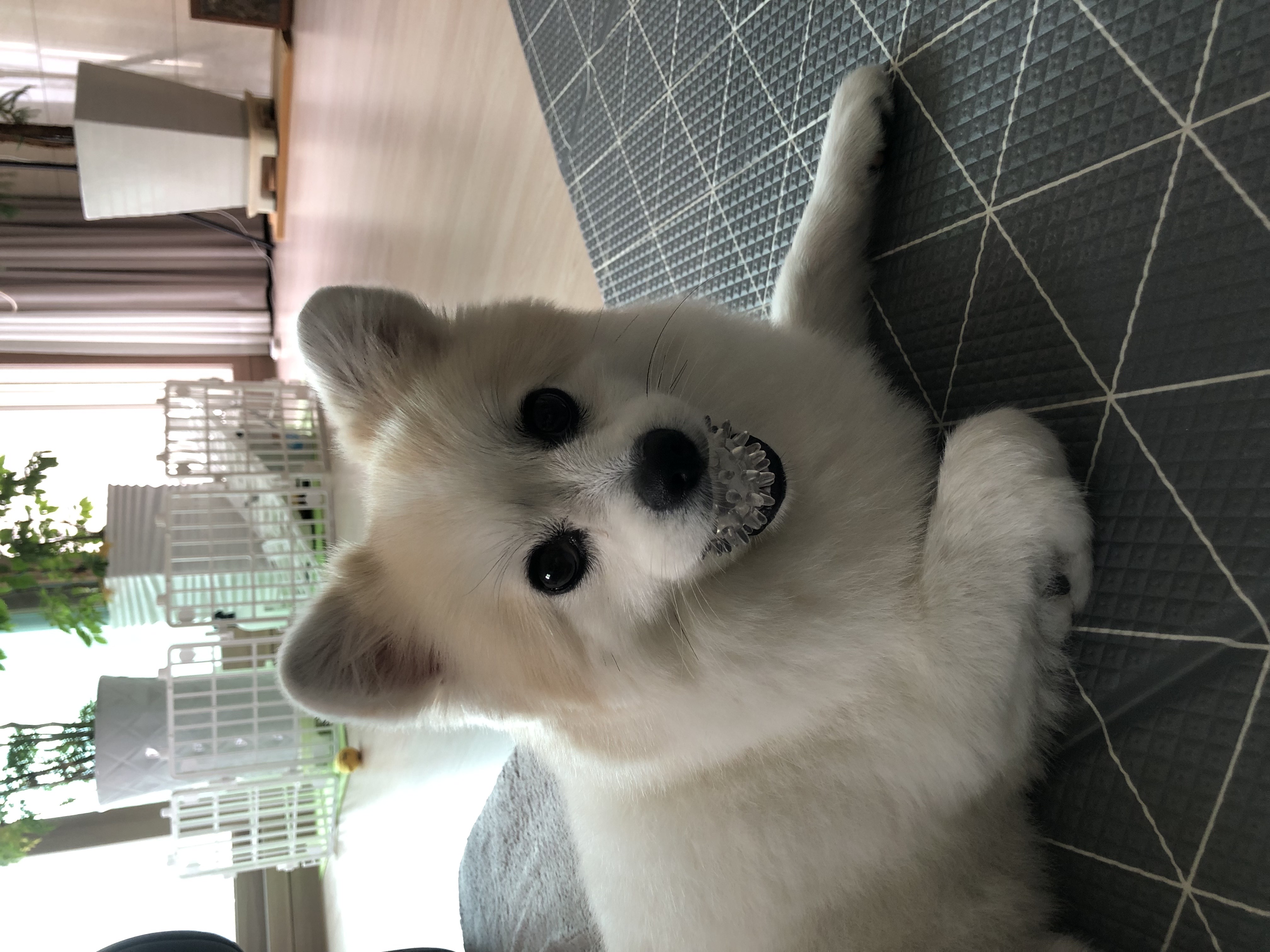 뽀또(마일이) 왔어요~