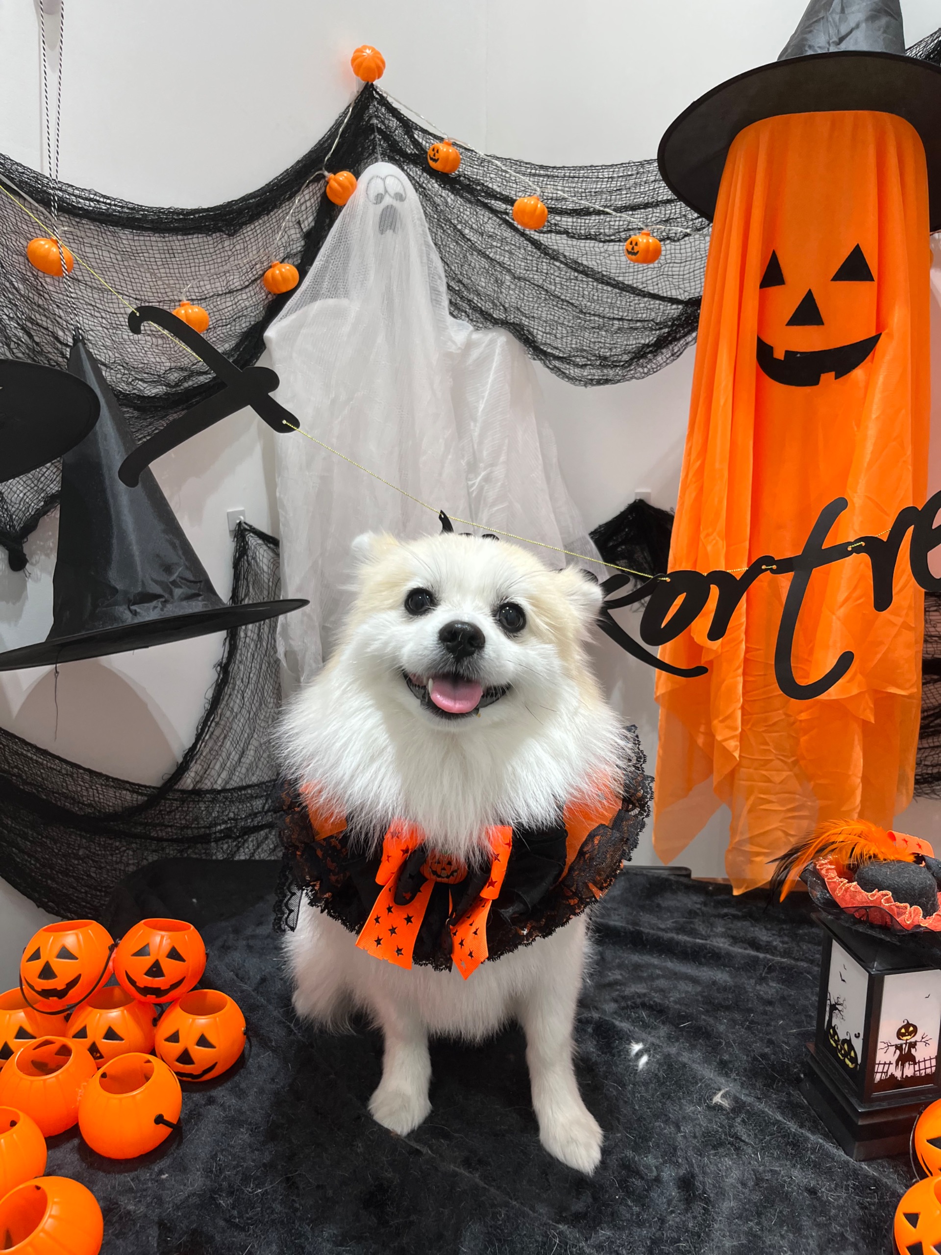 뽀또(마일이) 왔어요~