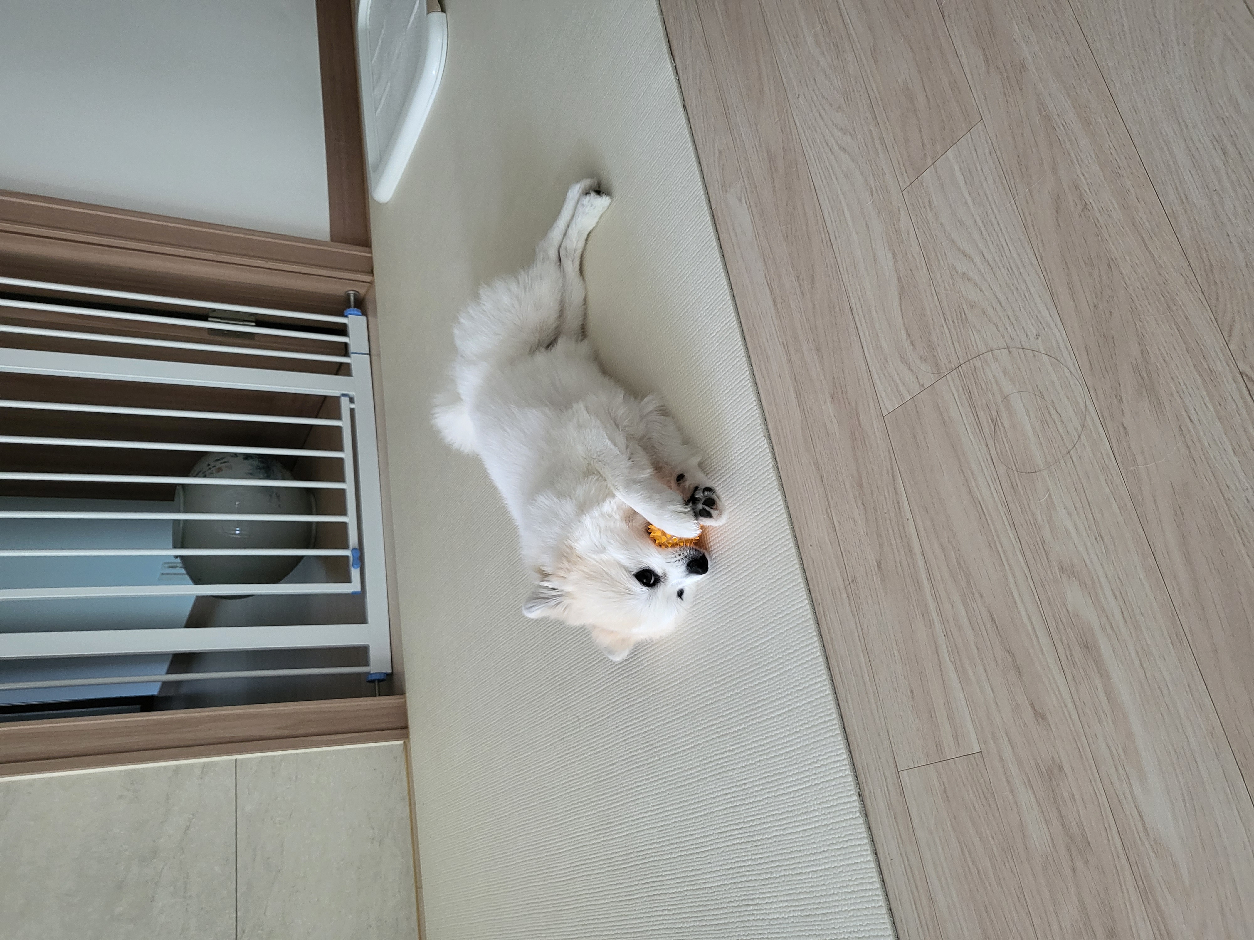 뽀또(마일이) 왔어요~