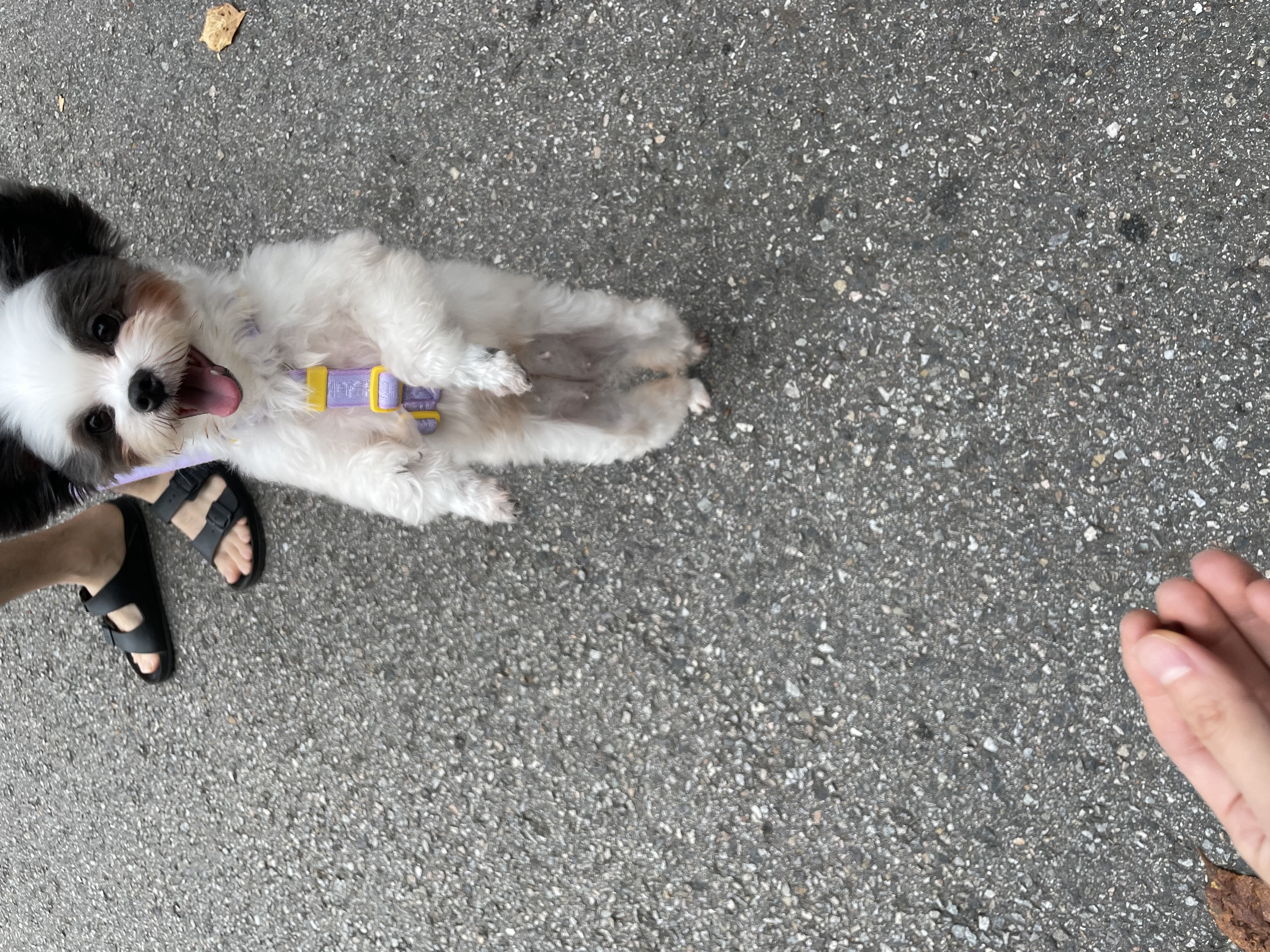 아산구조견 아뭉이 입양 한달 이야기