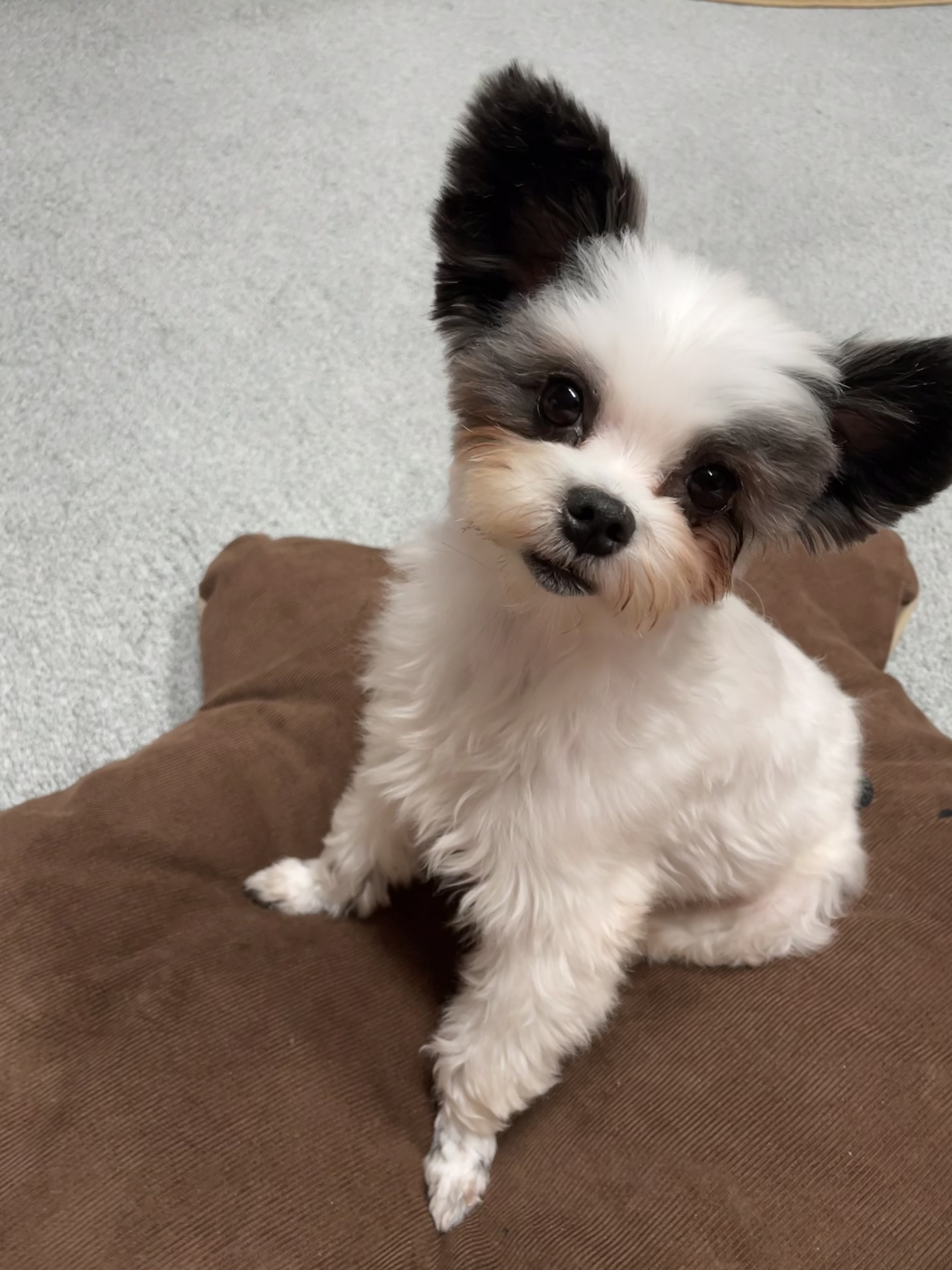 아산구조견 아뭉이 입양 한달 이야기