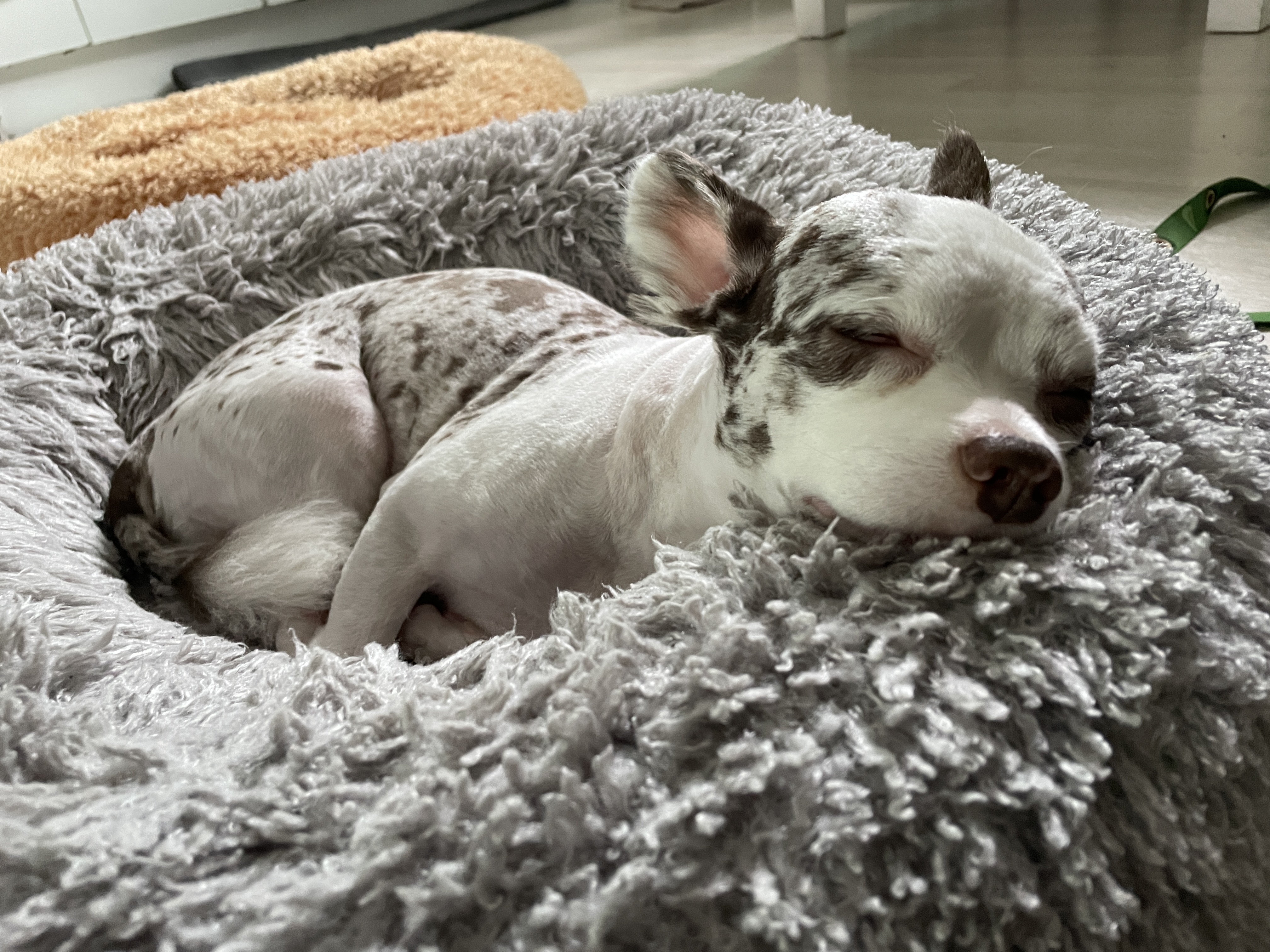 평택치와와 모지(탄이)^^