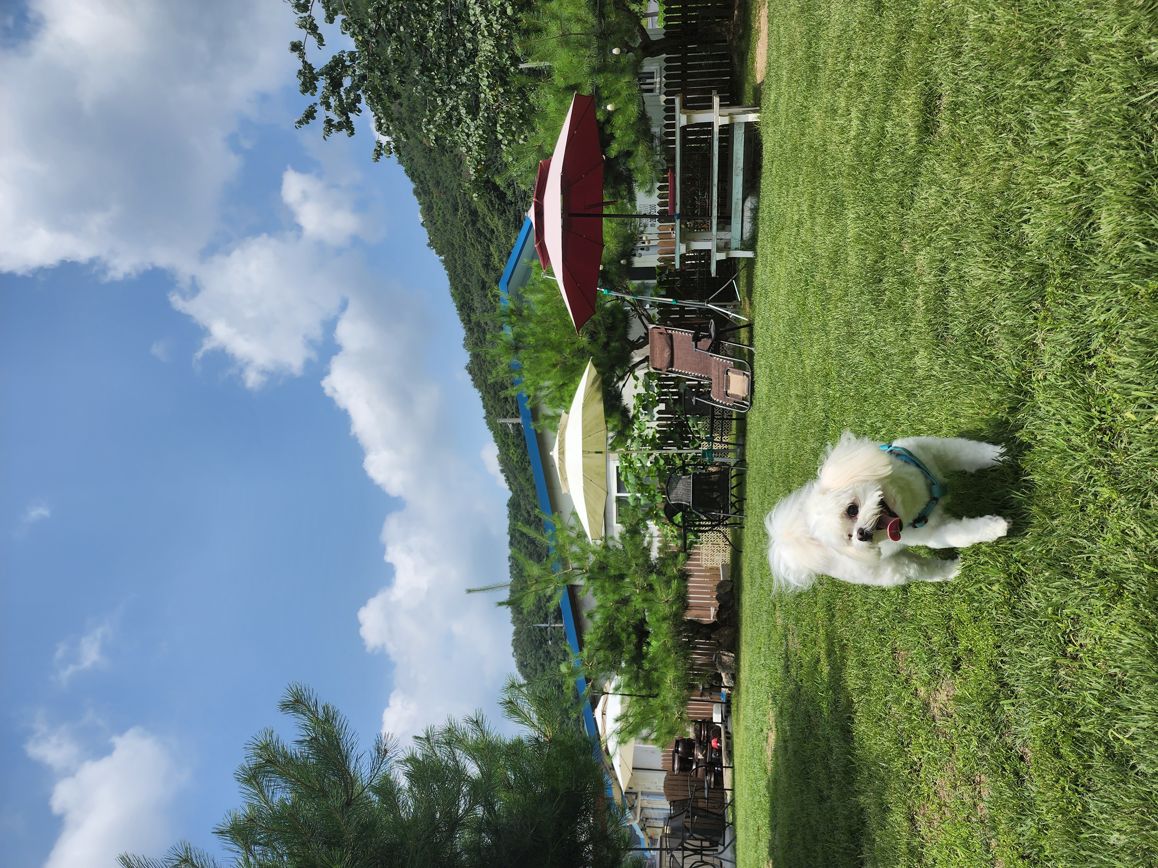 대구학대견 하랑