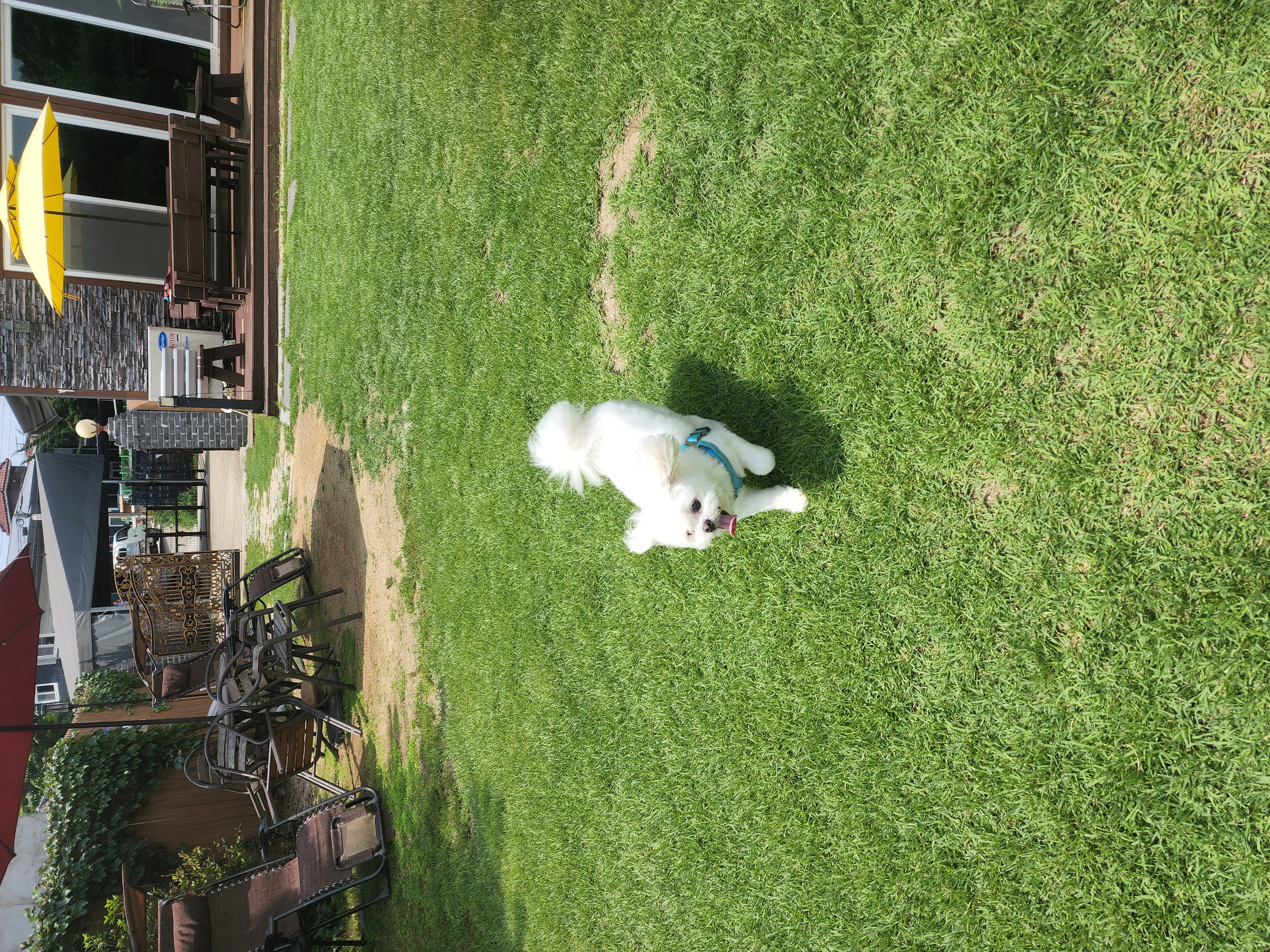 대구학대견 하랑