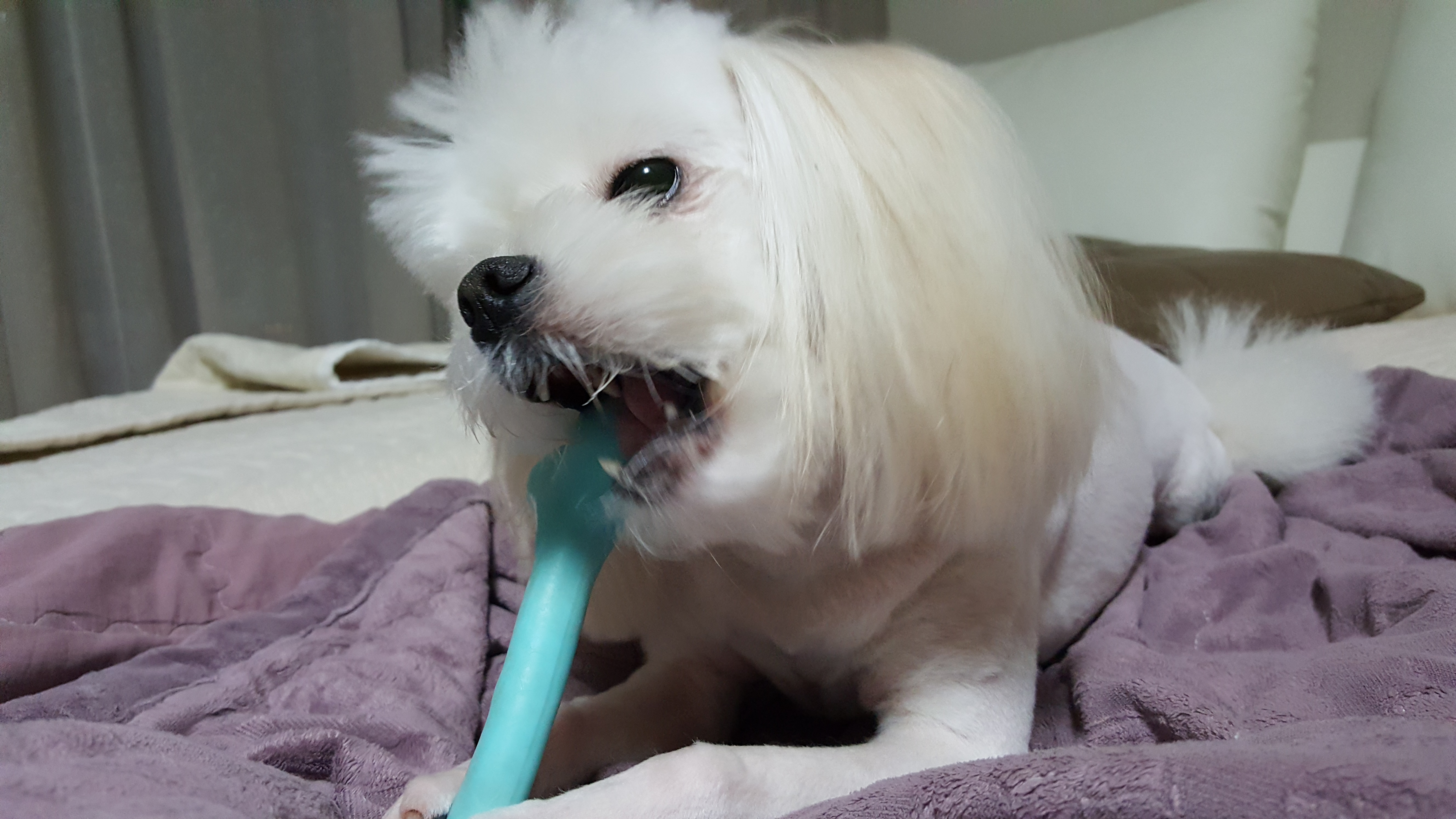 대구학대견 하랑