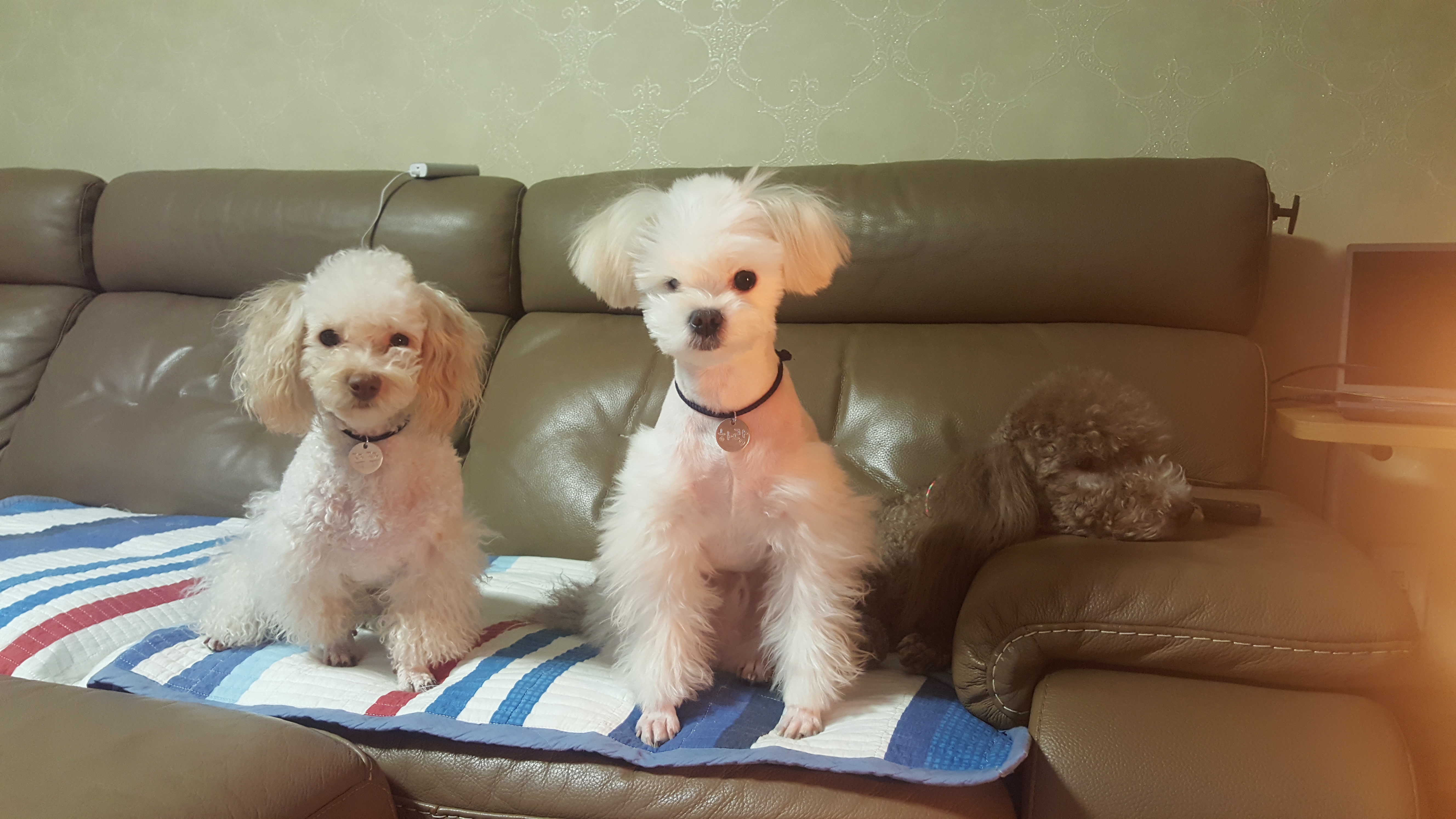 대구학대견 하랑