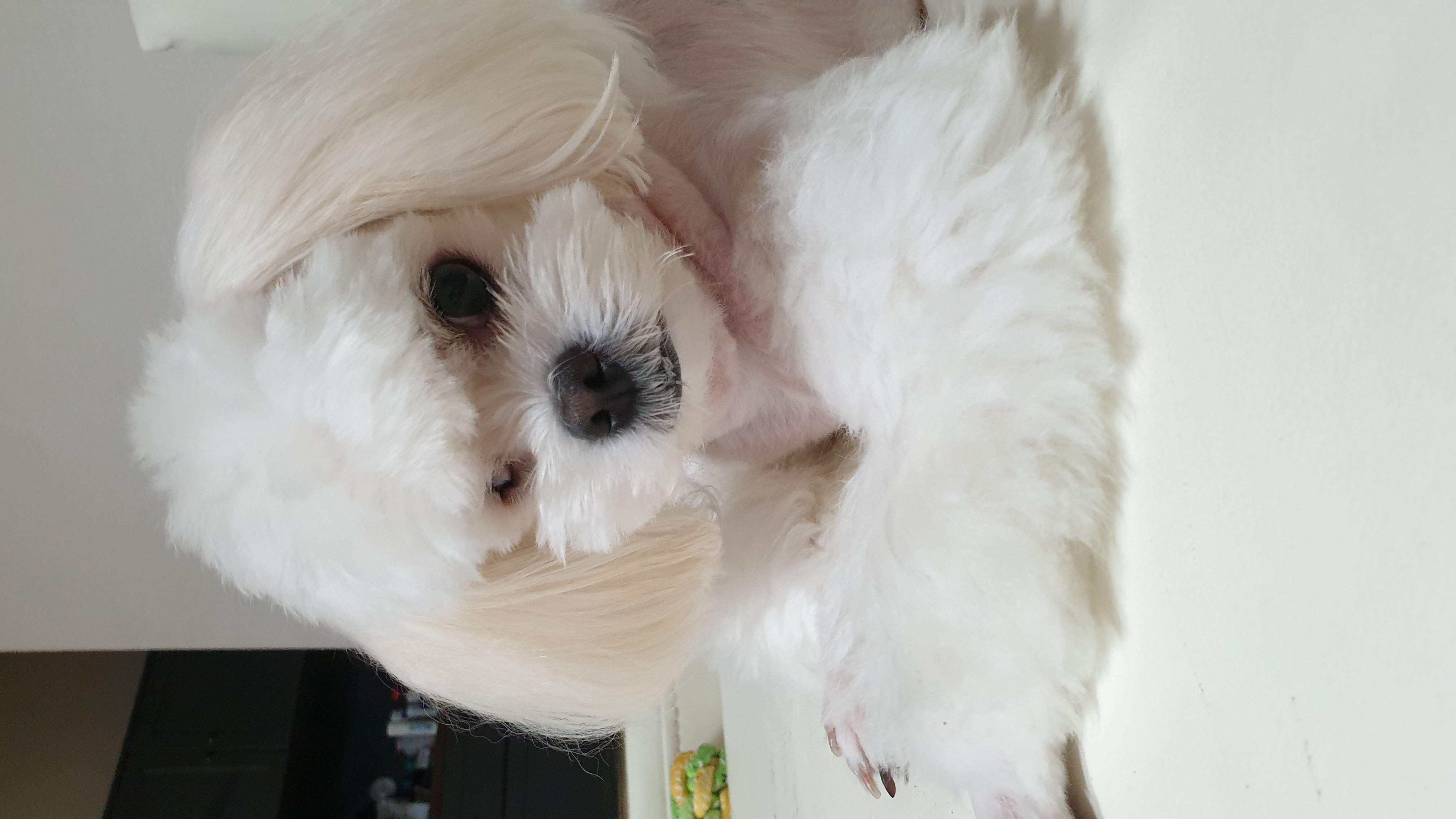 대구학대견 하랑