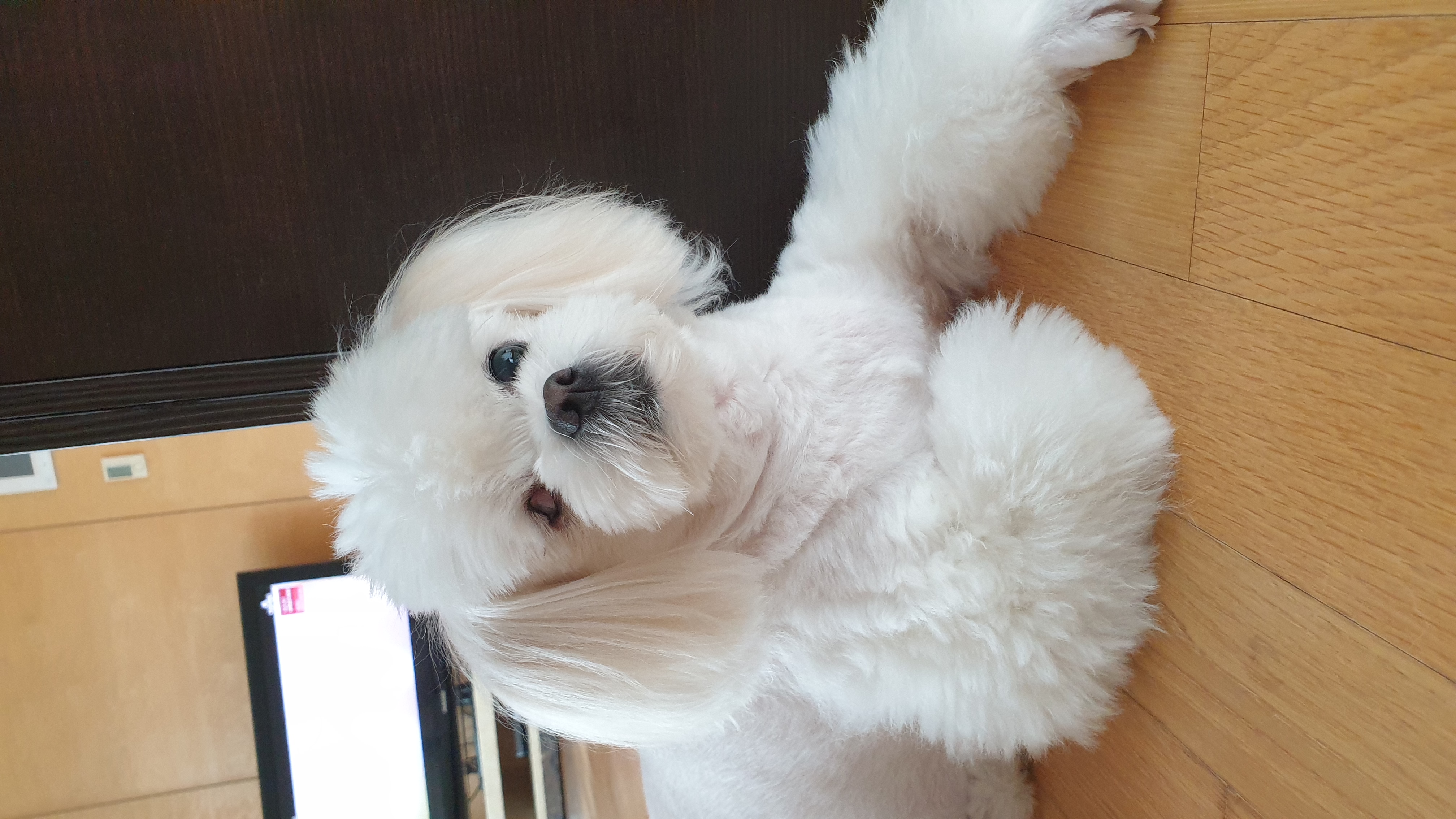 대구학대견 하랑