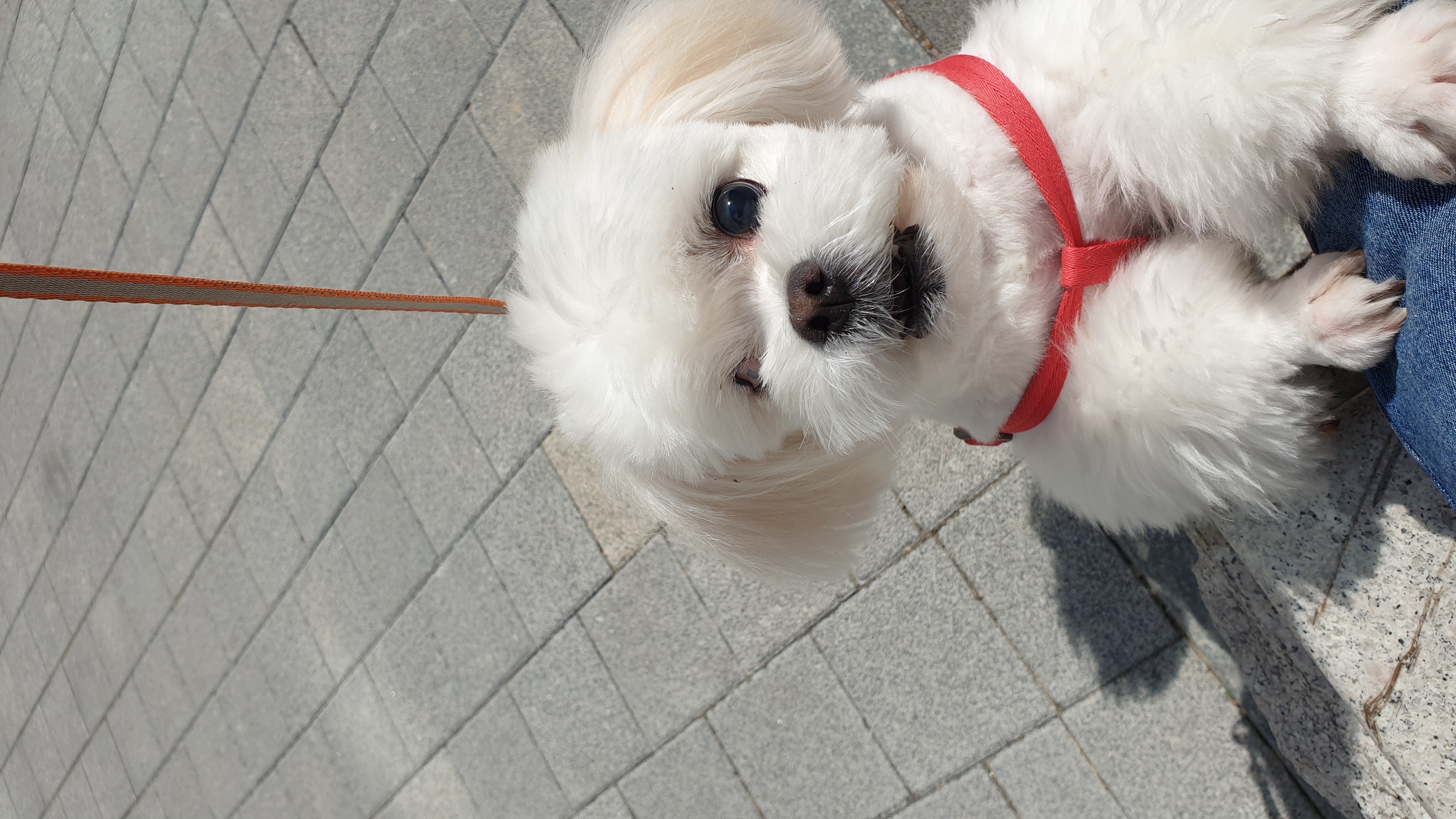 대구학대견 하랑