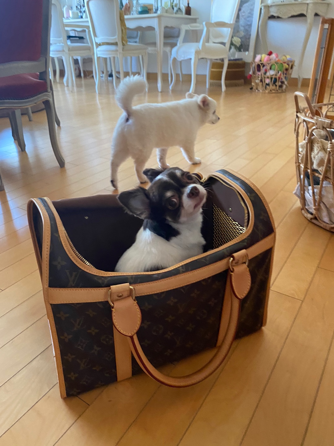 꾸미 페니(네티)  위니(오즈 )입양 후기