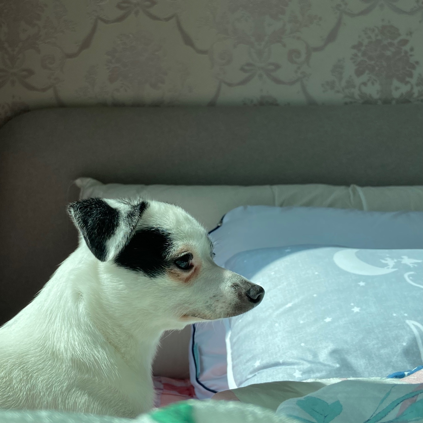 다미(마원) 마루(마투) 입양 후 일년 :-)