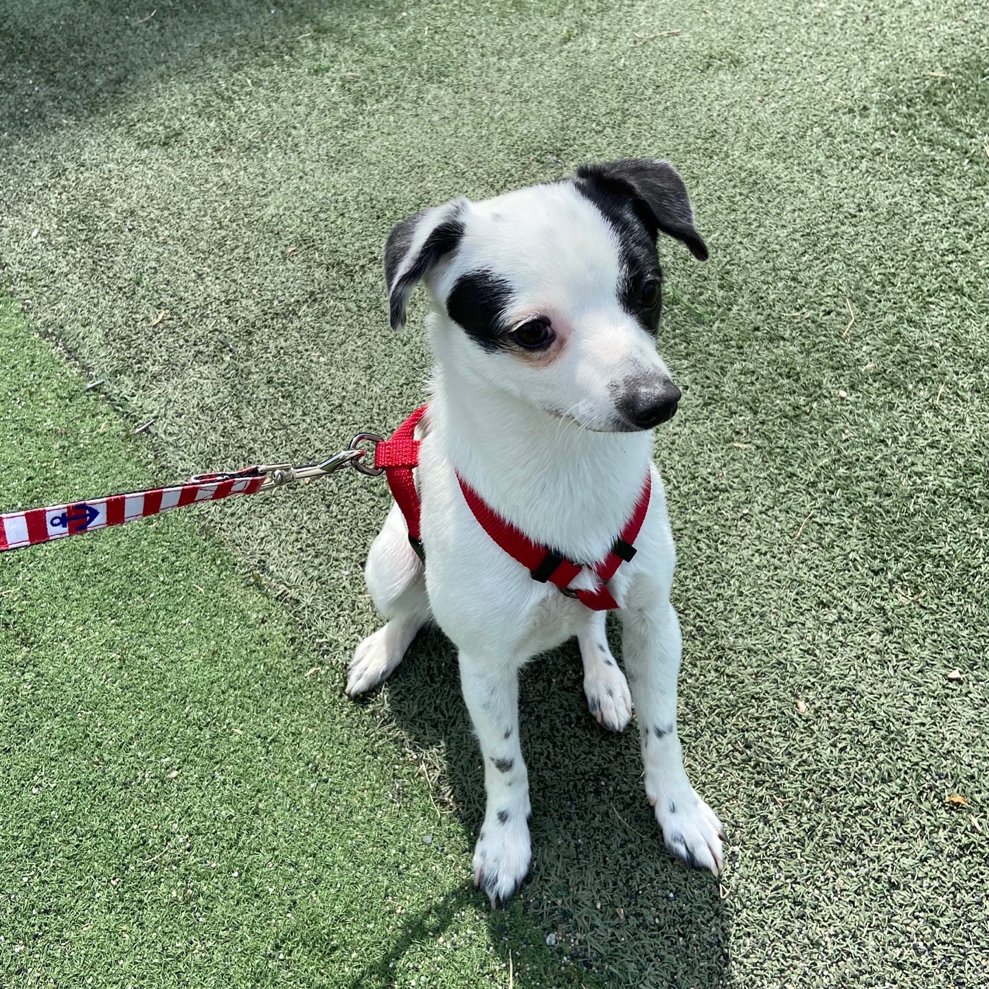 다미(마원) 마루(마투) 입양 후 일년 :-)