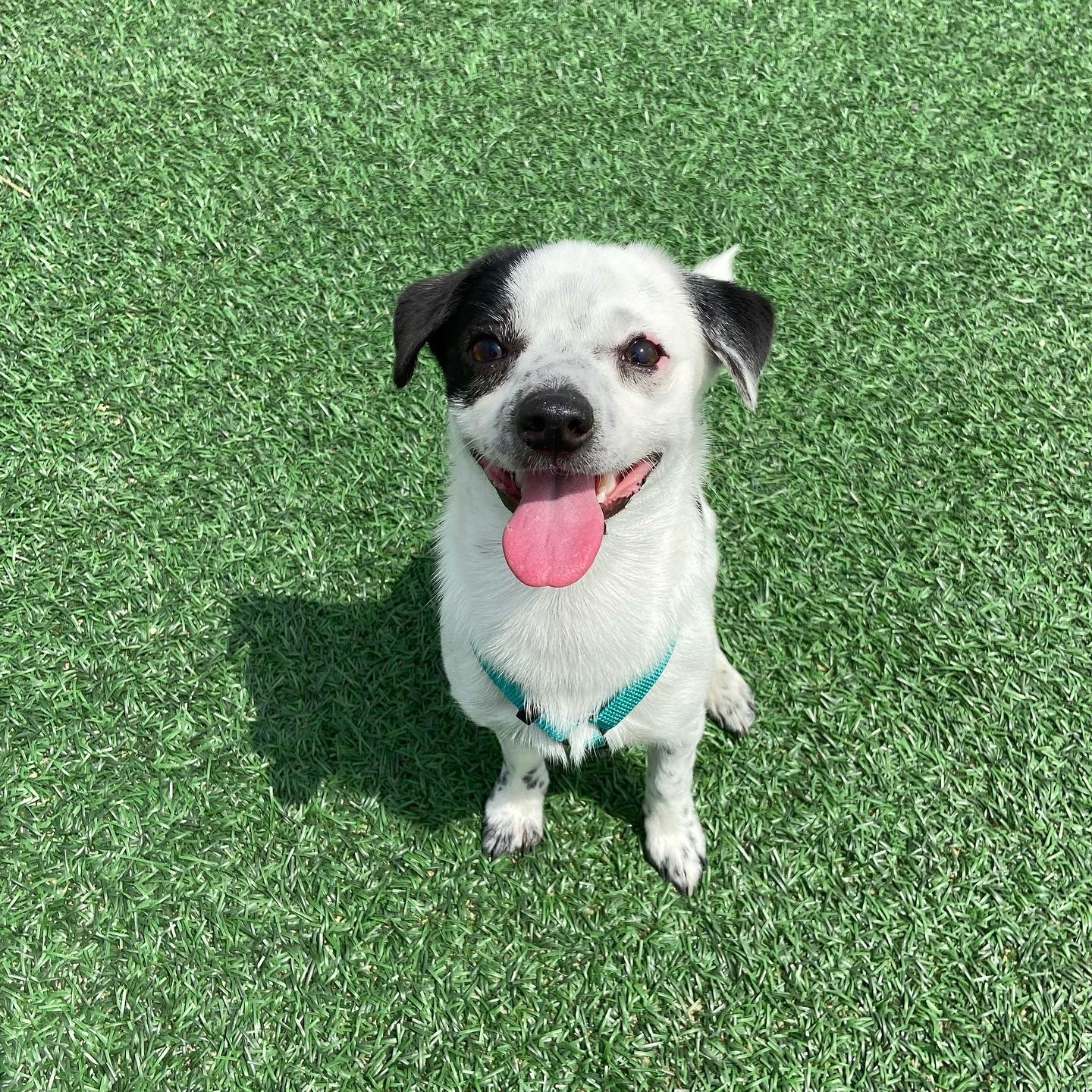 다미(마원) 마루(마투) 입양 후 일년 :-)