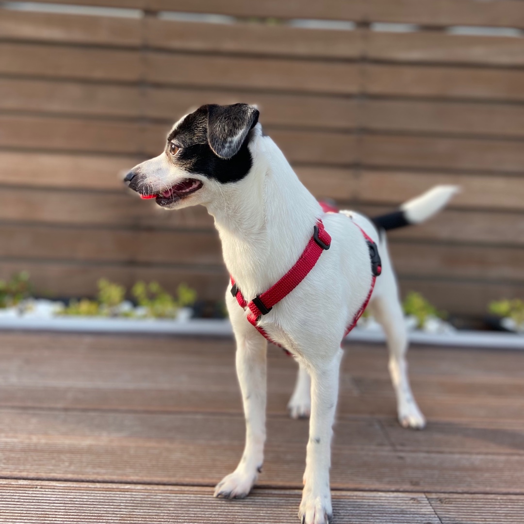 다미(마원) 마루(마투) 입양 후 일년 :-)