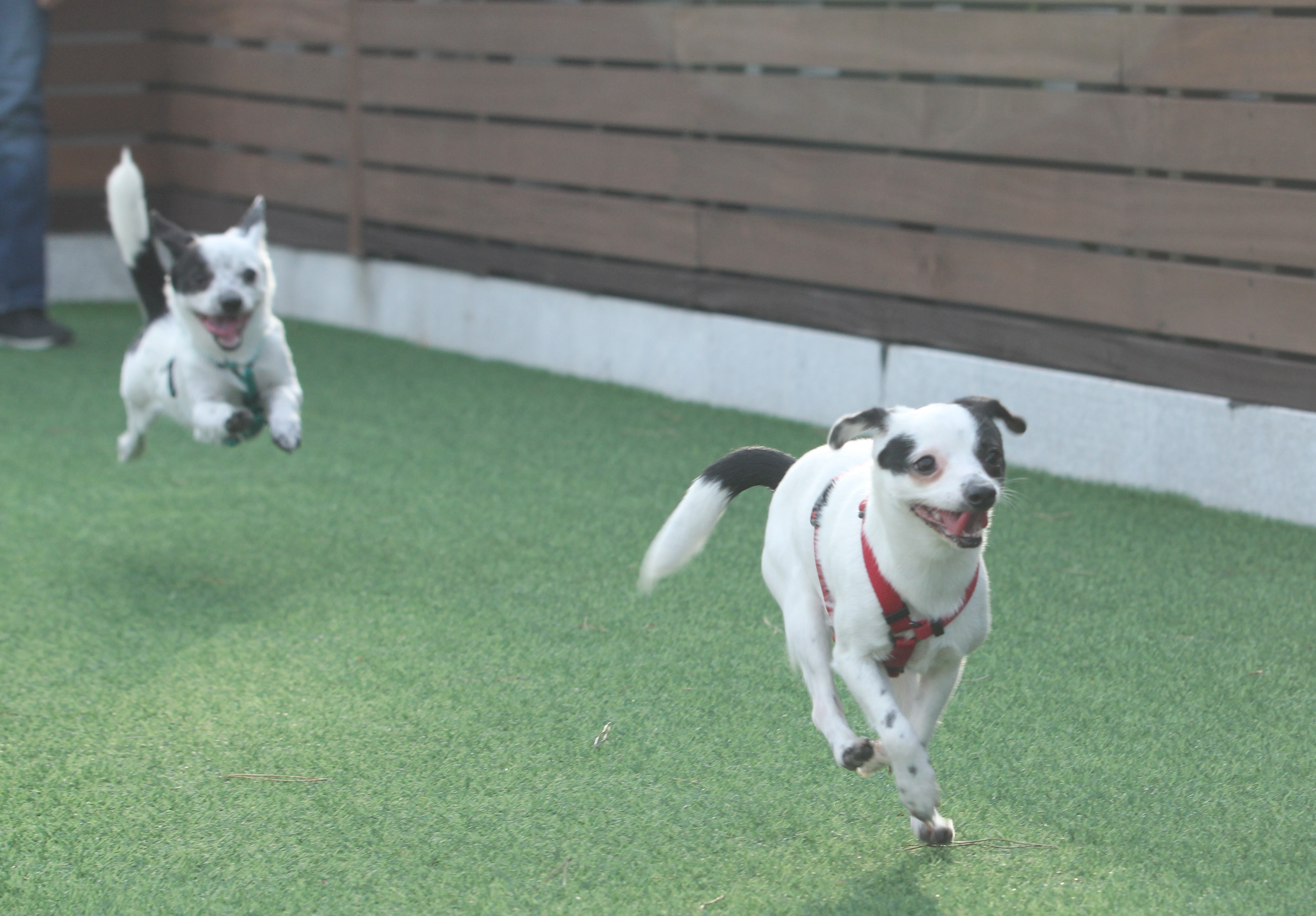 다미(마원) 마루(마투) 입양 후 일년 :-)