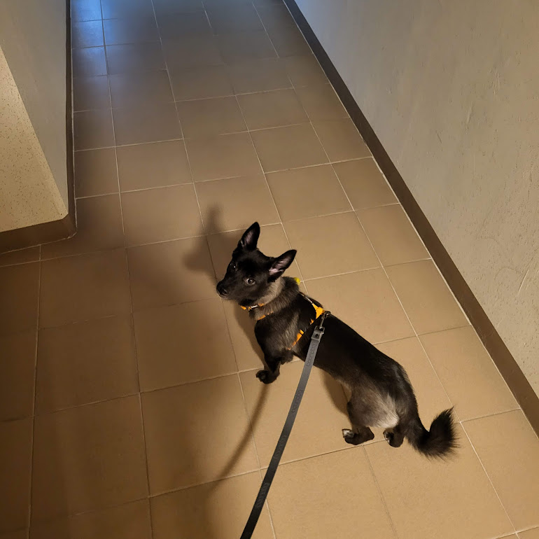 개구쟁이가 된  달곰이