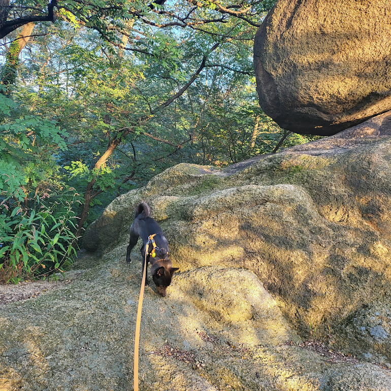 개구쟁이가 된  달곰이