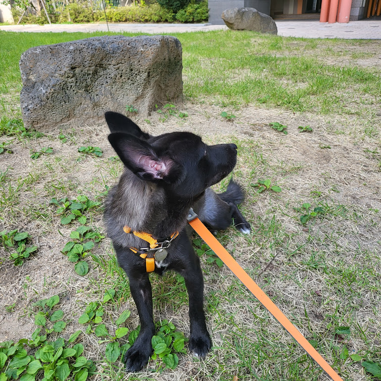 개구쟁이가 된  달곰이