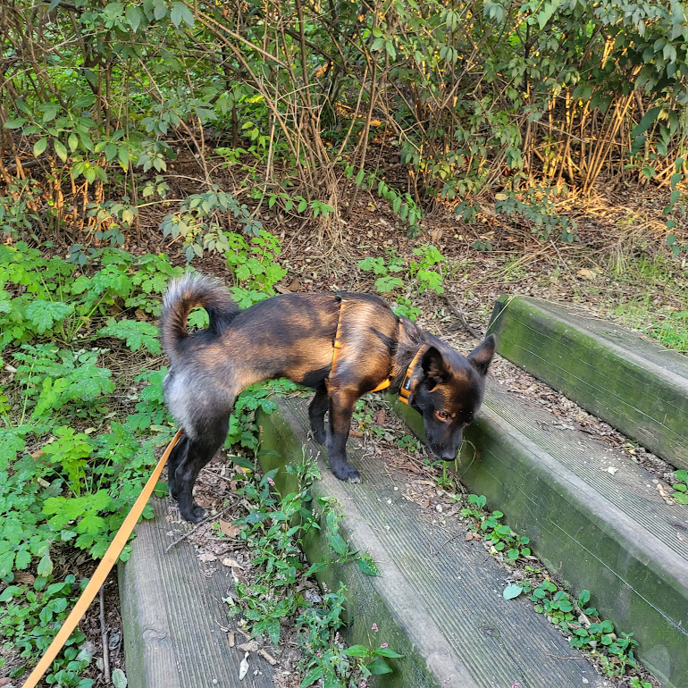 개구쟁이가 된  달곰이