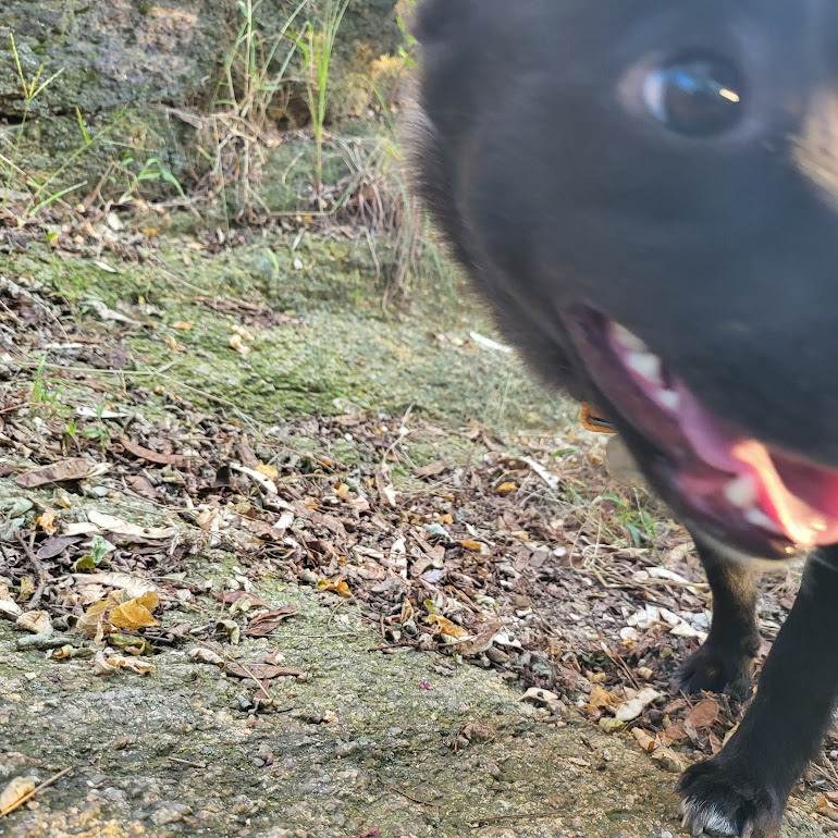 개구쟁이가 된  달곰이