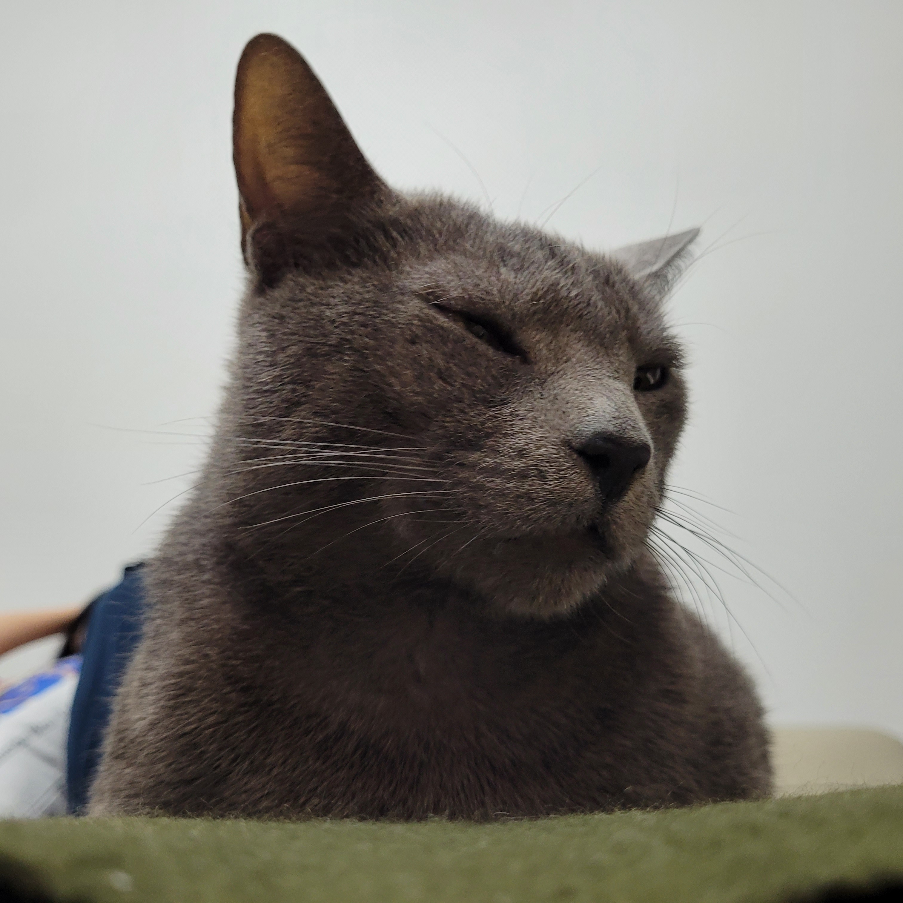 궁디팡팡을 세상 제일 좋아하는 밍키(구 러블이)